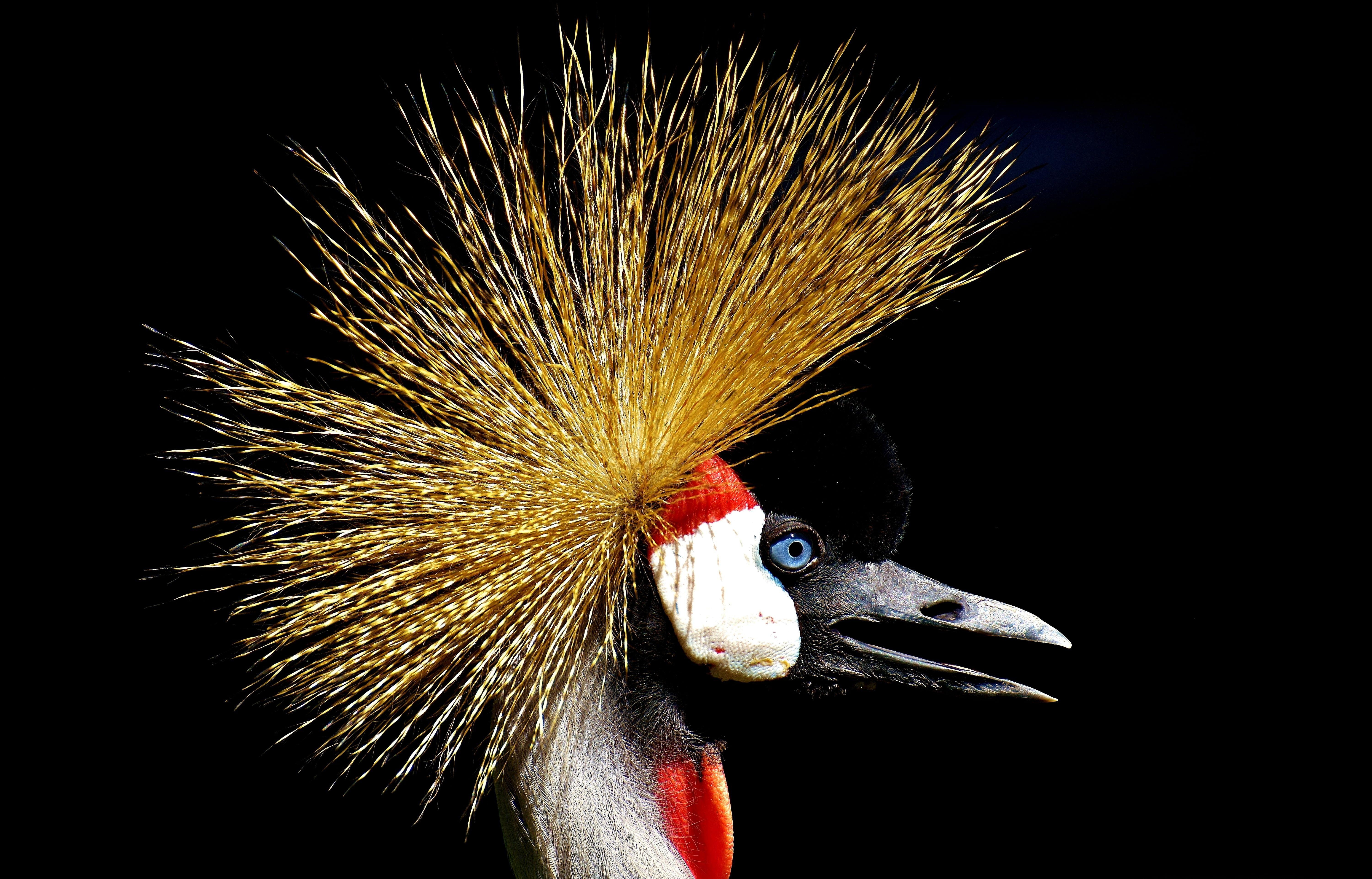 Grauer Kronenkranich, HD, Fotografie, Tiere, 6000x3850 4K Desktop