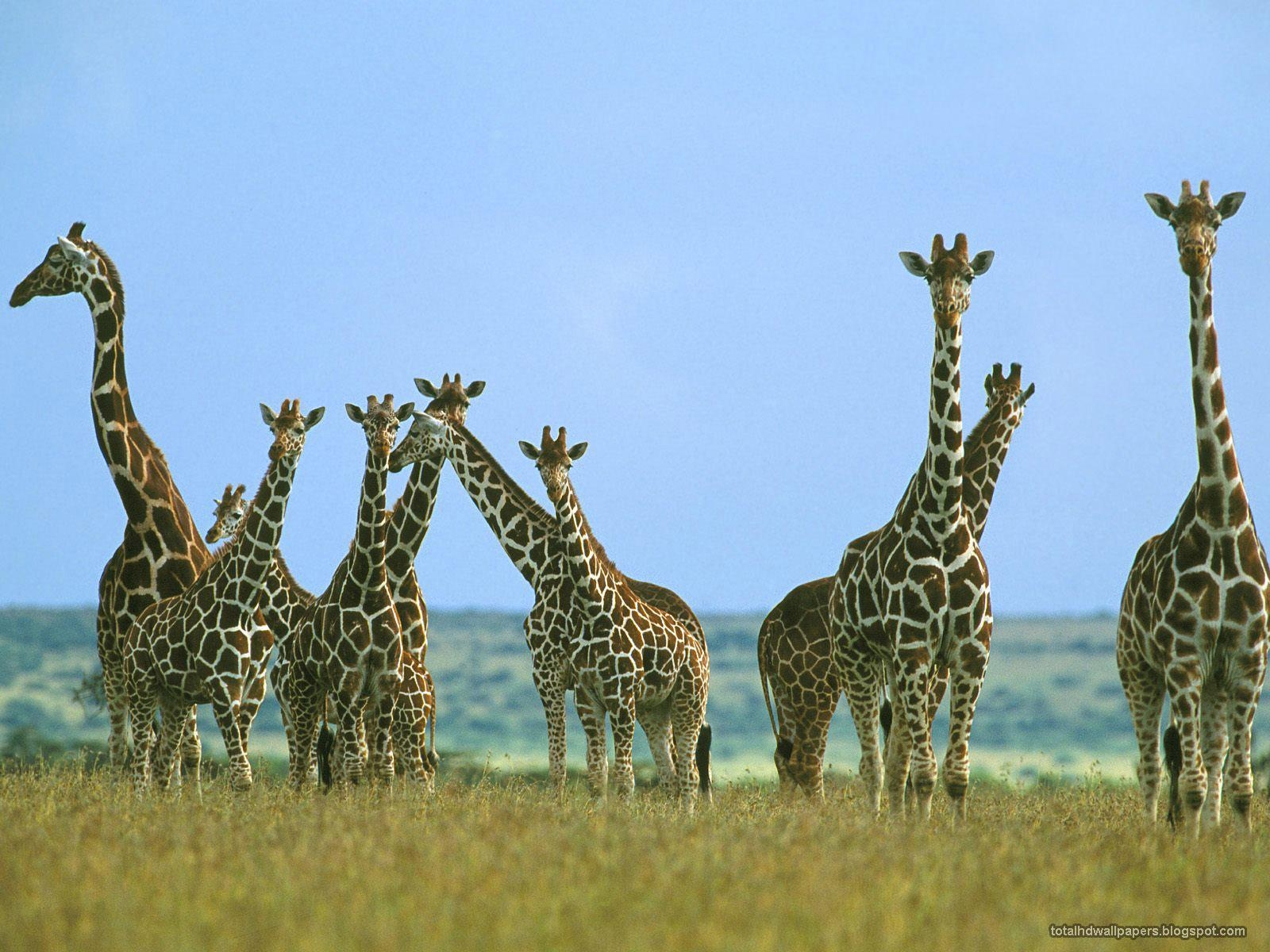 Giraffe, HD, Bild, Foto, Safari, 1600x1200 HD Desktop