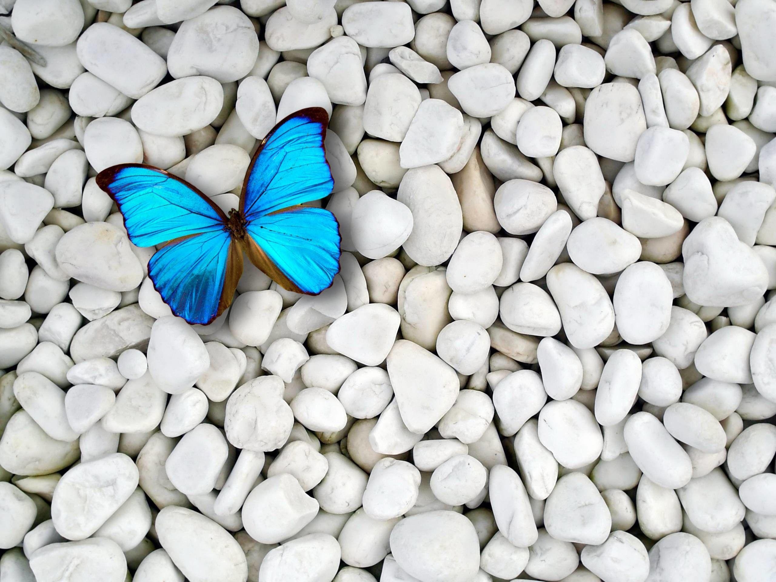 Schmetterling, blau, Mobil, beliebt, 466016, 2560x1920 HD Desktop