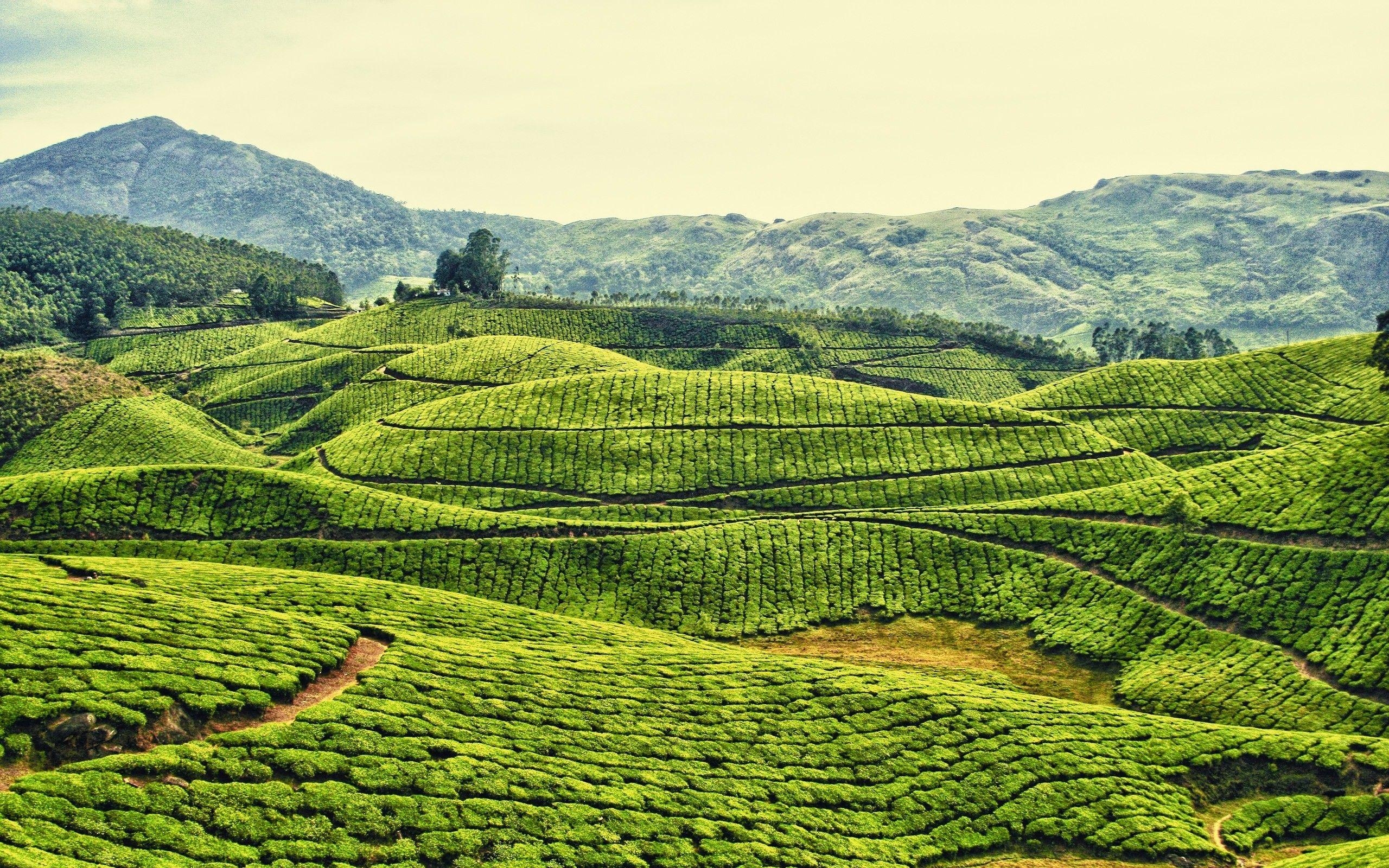 Kerala, Teeplantage, Indien, tägliche, Hintergrundbild, 2560x1600 HD Desktop