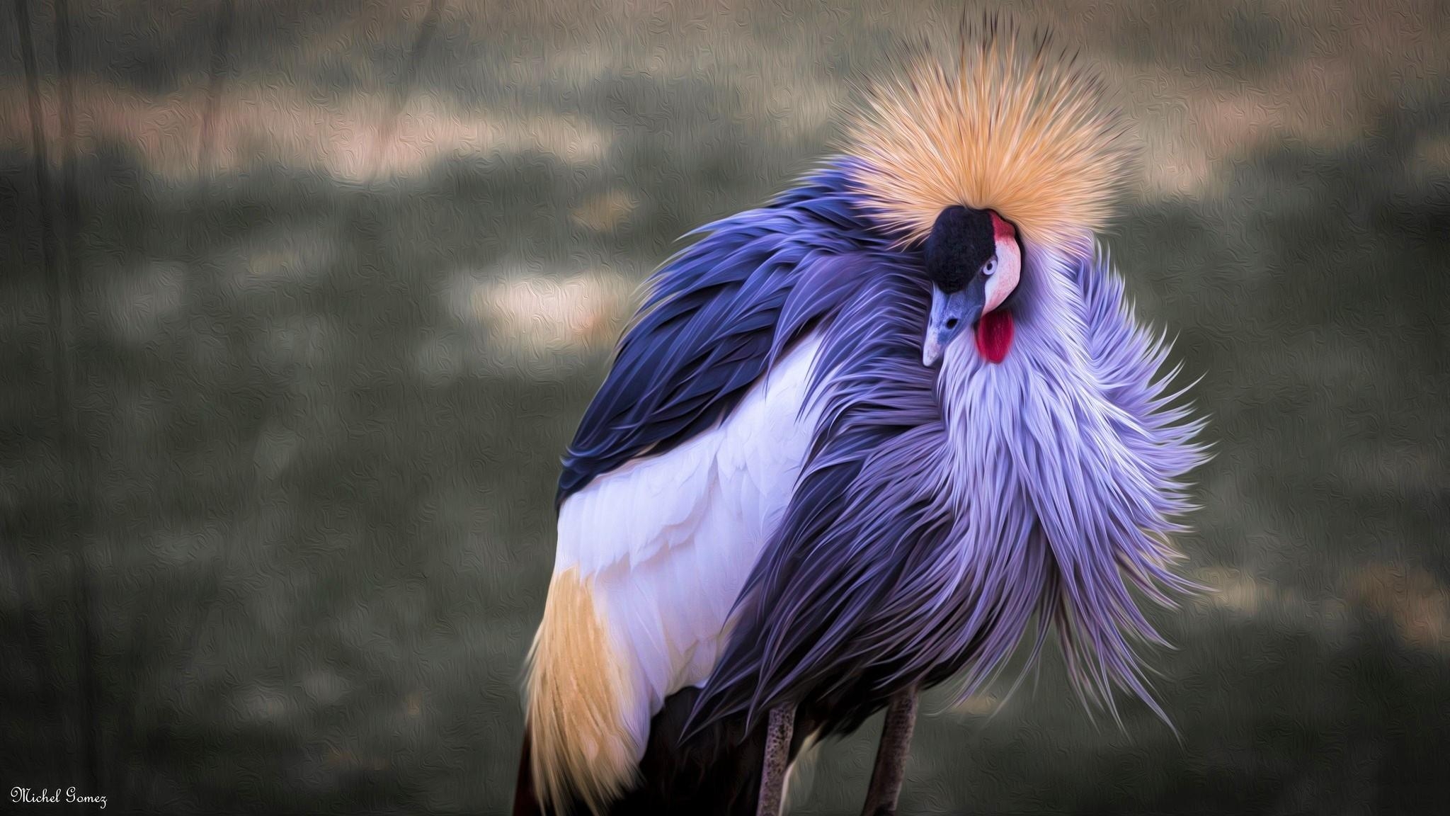 Grauer Kronenkranich, HD, Hintergrund, Vögel, Fotografie, 2050x1160 HD Desktop