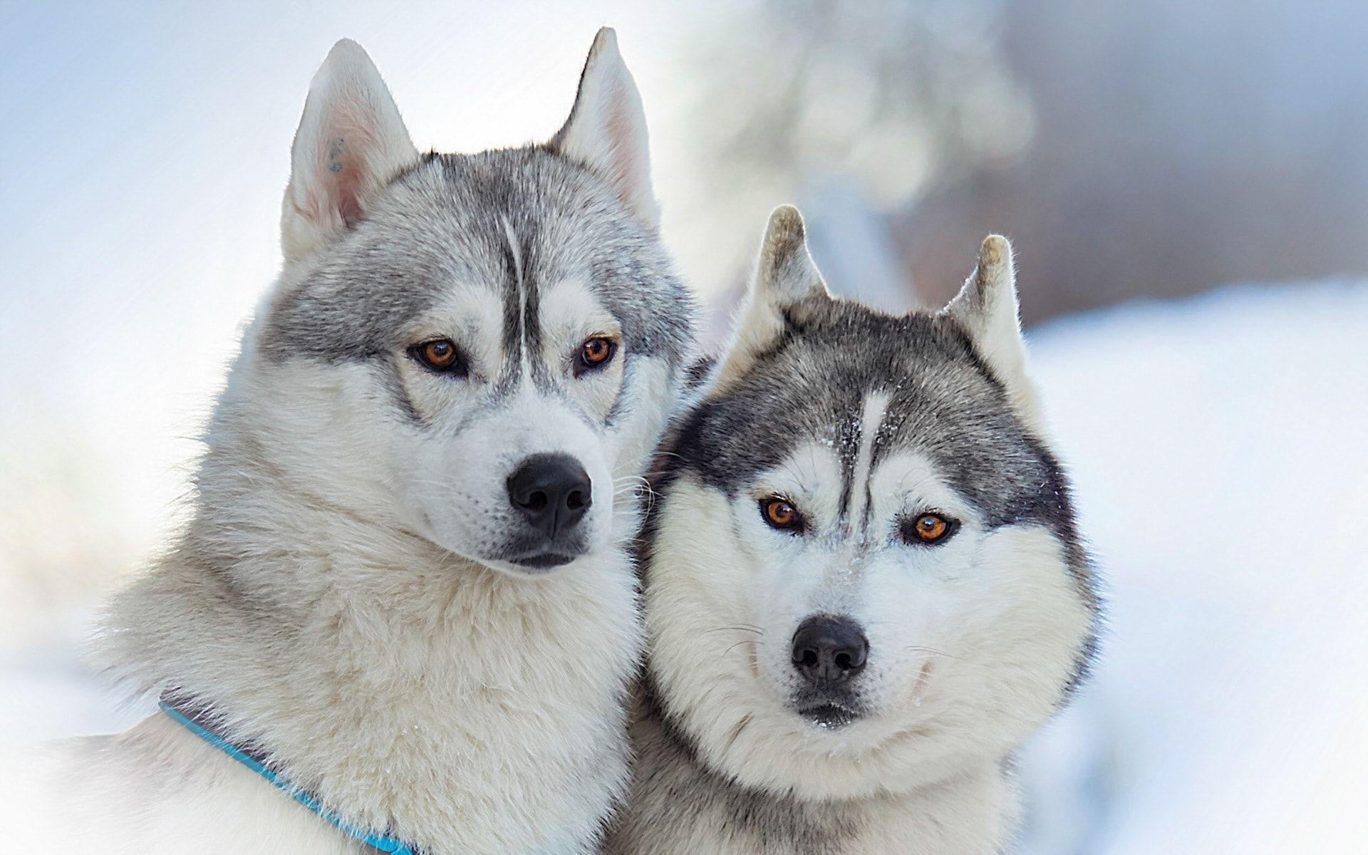 Alaskan Malamute, Hintergrund, Tier, Hund, Fotografie, 1920x1200 HD Desktop