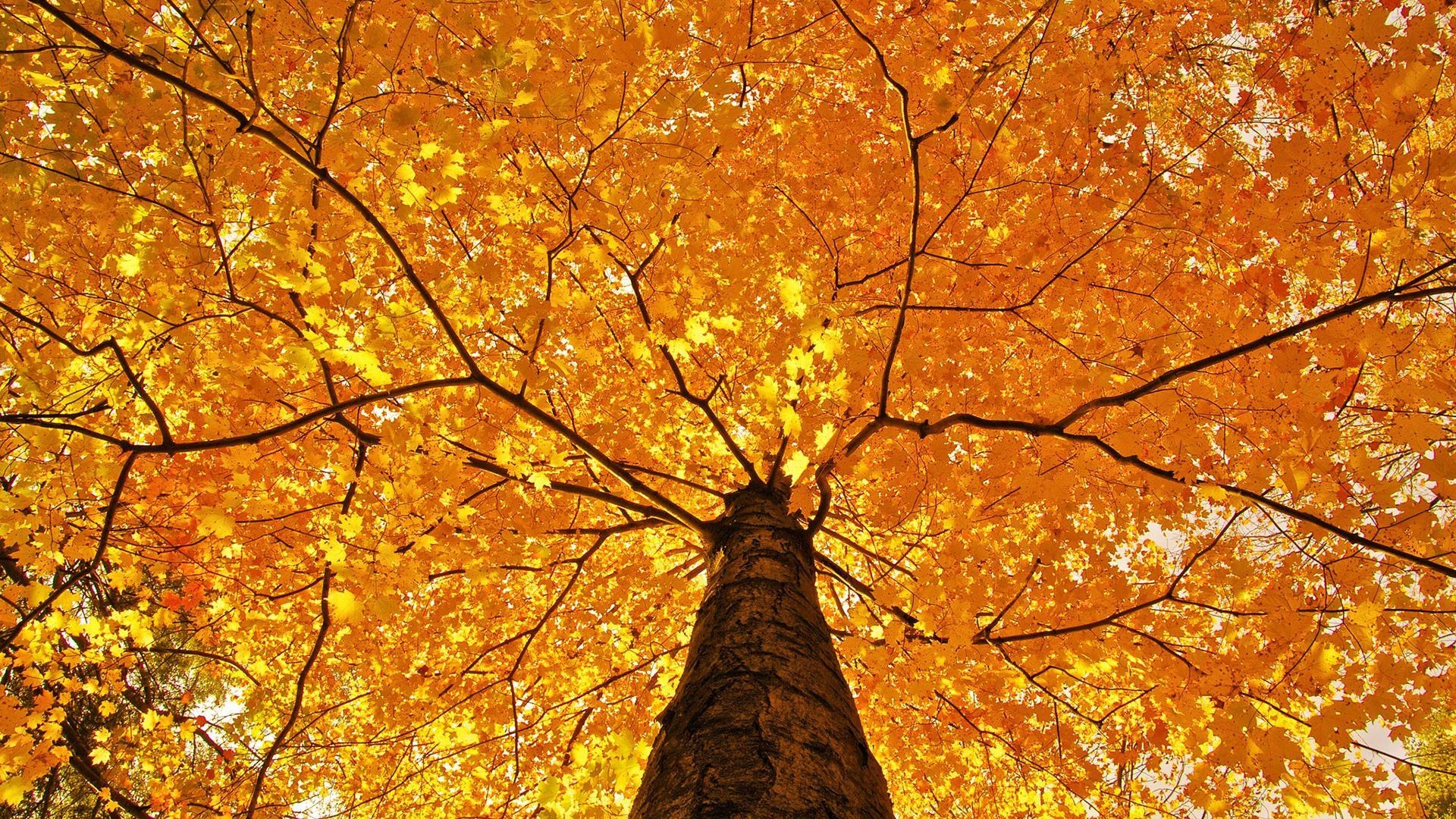 Baum, HD, Herbst, Natur, majestätisch, 1920x1080 Full HD Desktop