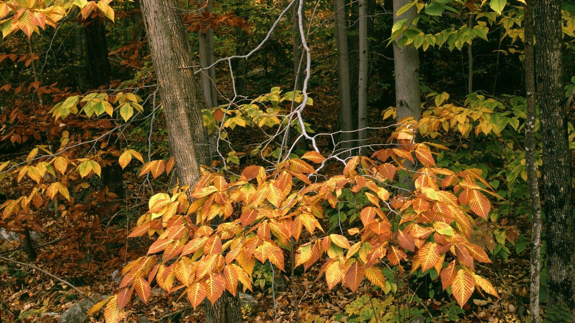 Grün, Landschaft, Natur, Wald, Vermont, 1920x1080 Full HD Desktop