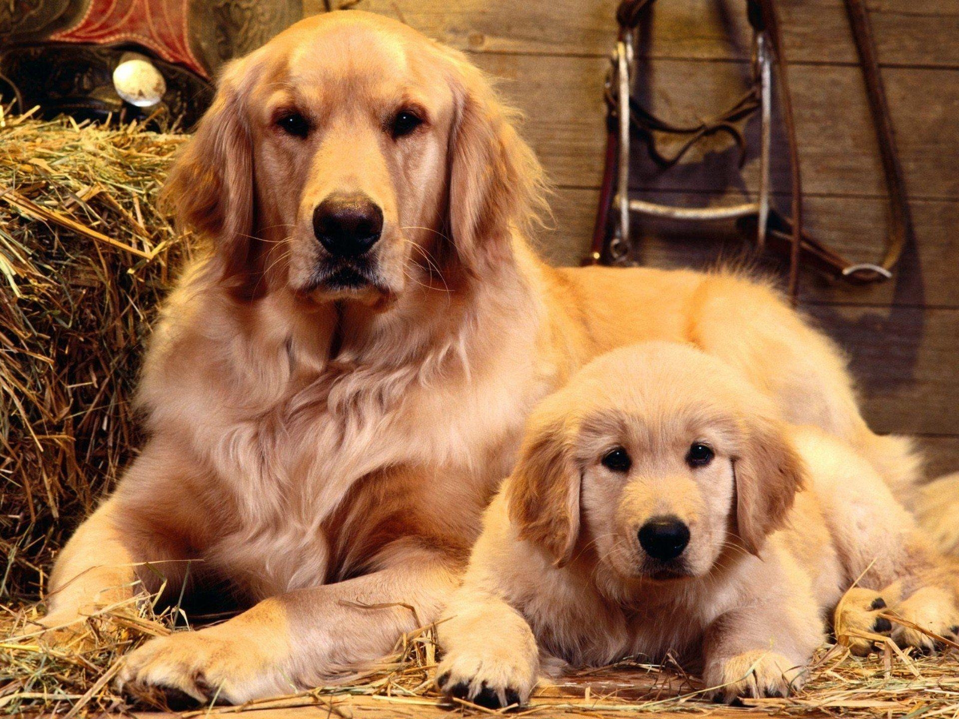 Golden Retriever, Tiere, Welpen, goldener Freund, Hund, 1920x1440 HD Desktop