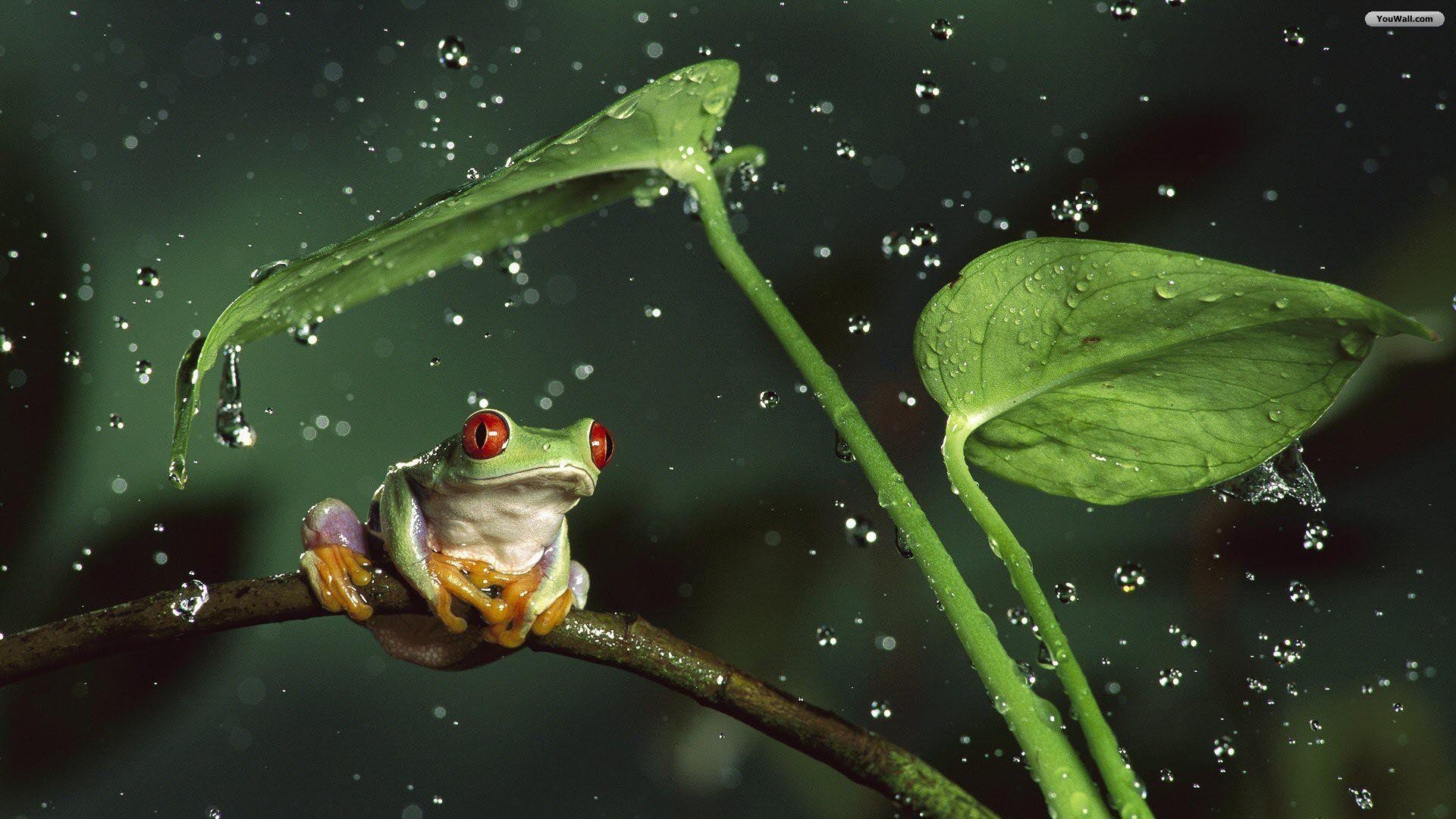 Frosch, Regen, Natur, Hintergrund, HD, 1920x1080 Full HD Desktop