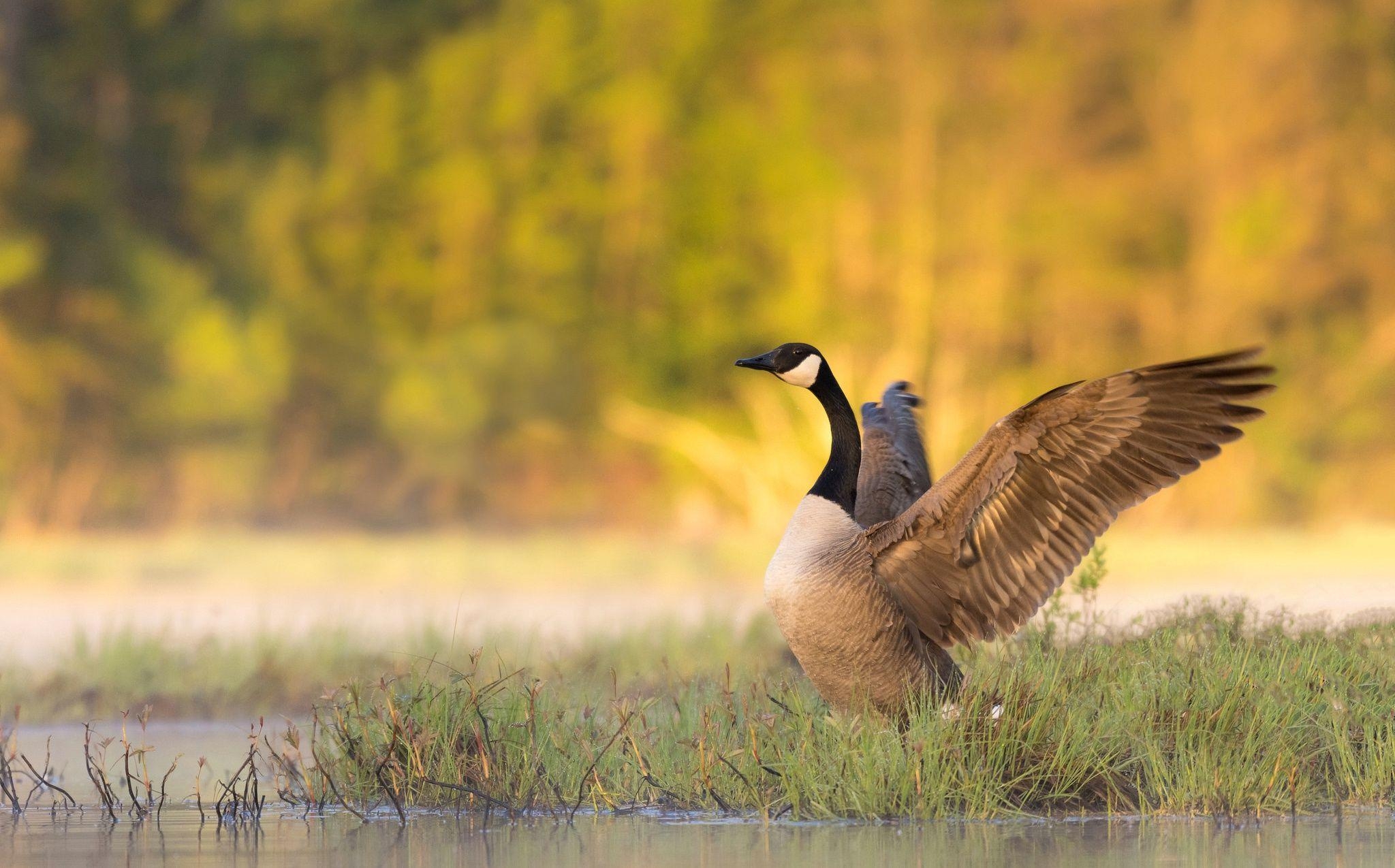 Kanadagans, HD, Hintergrundbild, Flügel, Natur, 2050x1280 HD Desktop