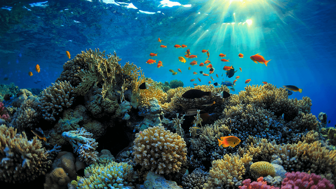 Great Barrier Reef, Natur, Korallen, Australien, Meer, 1280x720 HD Desktop