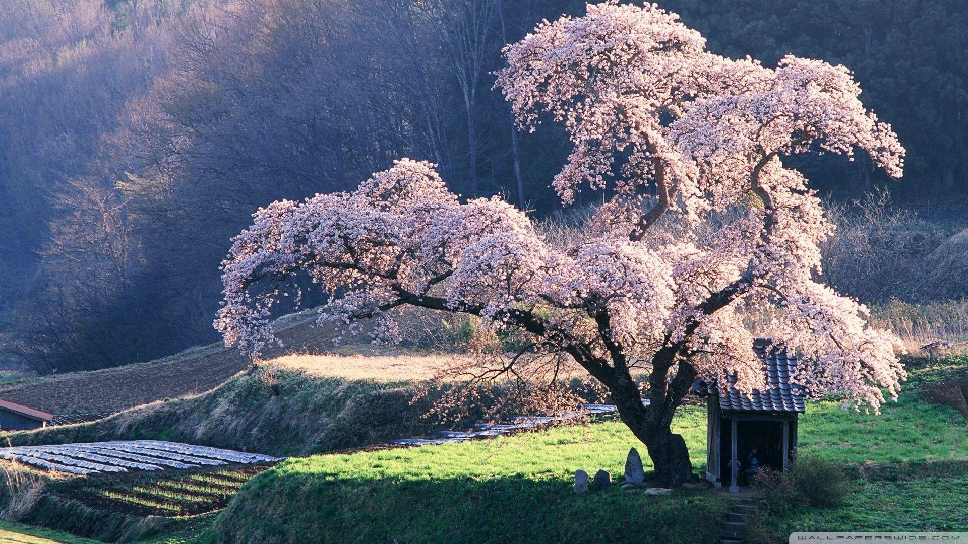 Frühling, Japan, Kirschblüten, Reise, 4K, 1920x1080 Full HD Desktop