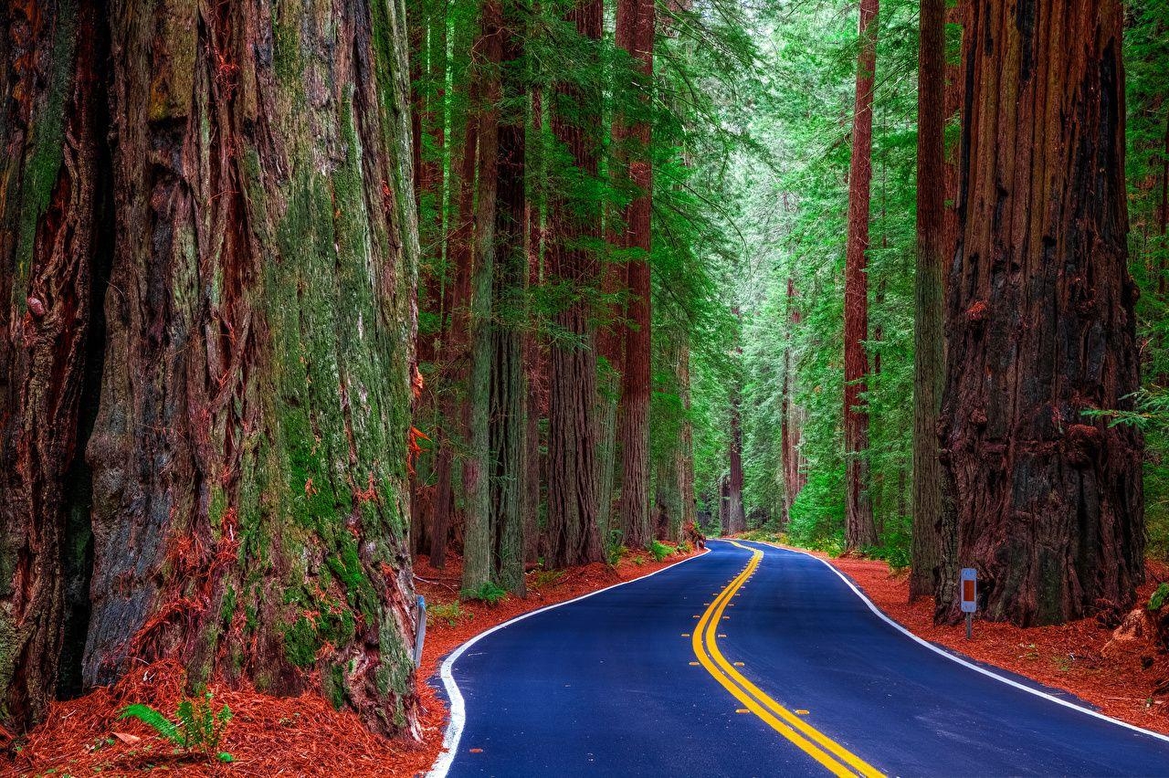 Kostenfrei, Kalifornien, Redwood Park, Natur, Wälder, 1280x860 HD Desktop