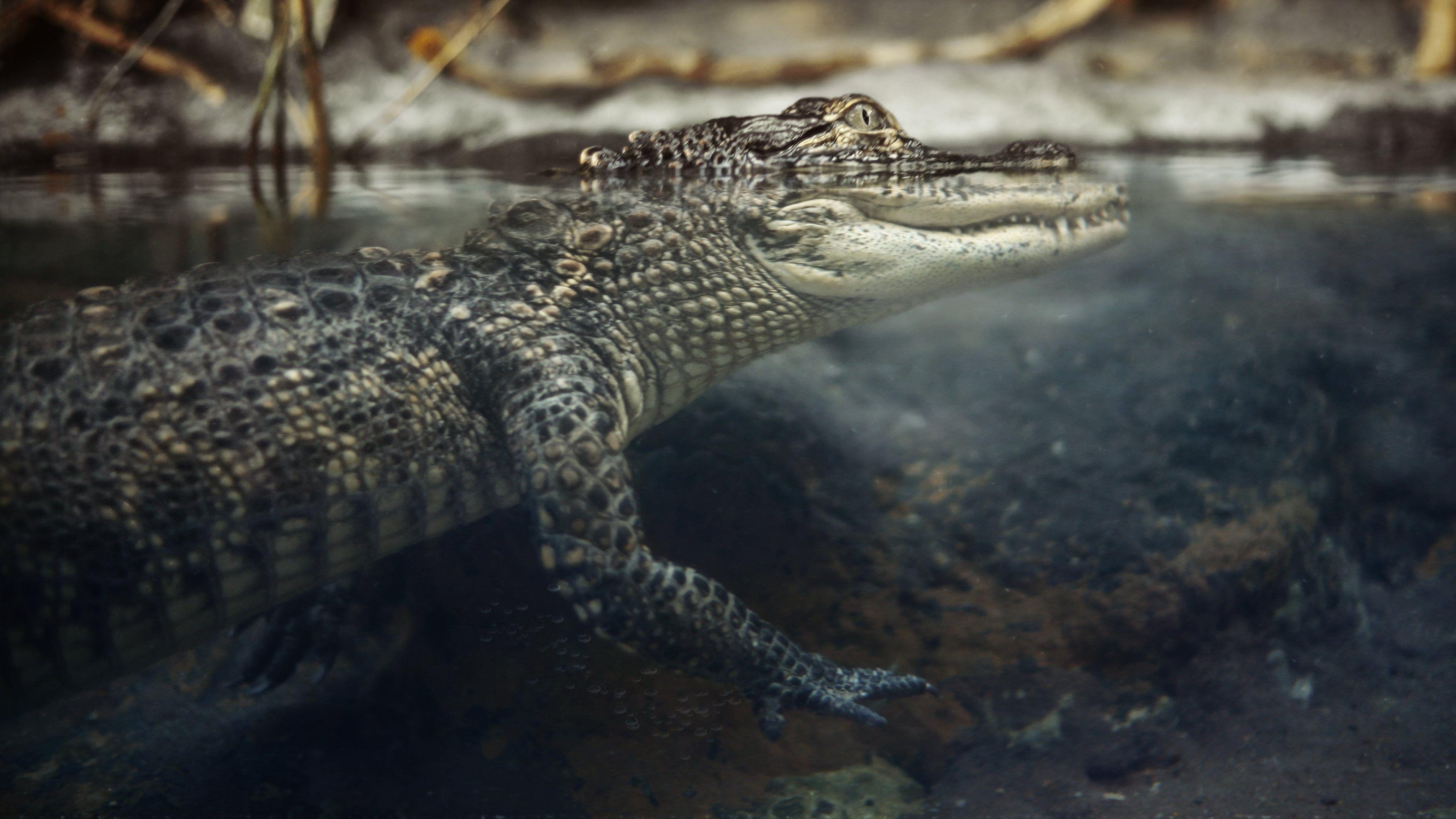 Alligator, 15 x 2160, Reptil, Hintergrund, Tiere, 3840x2160 4K Desktop