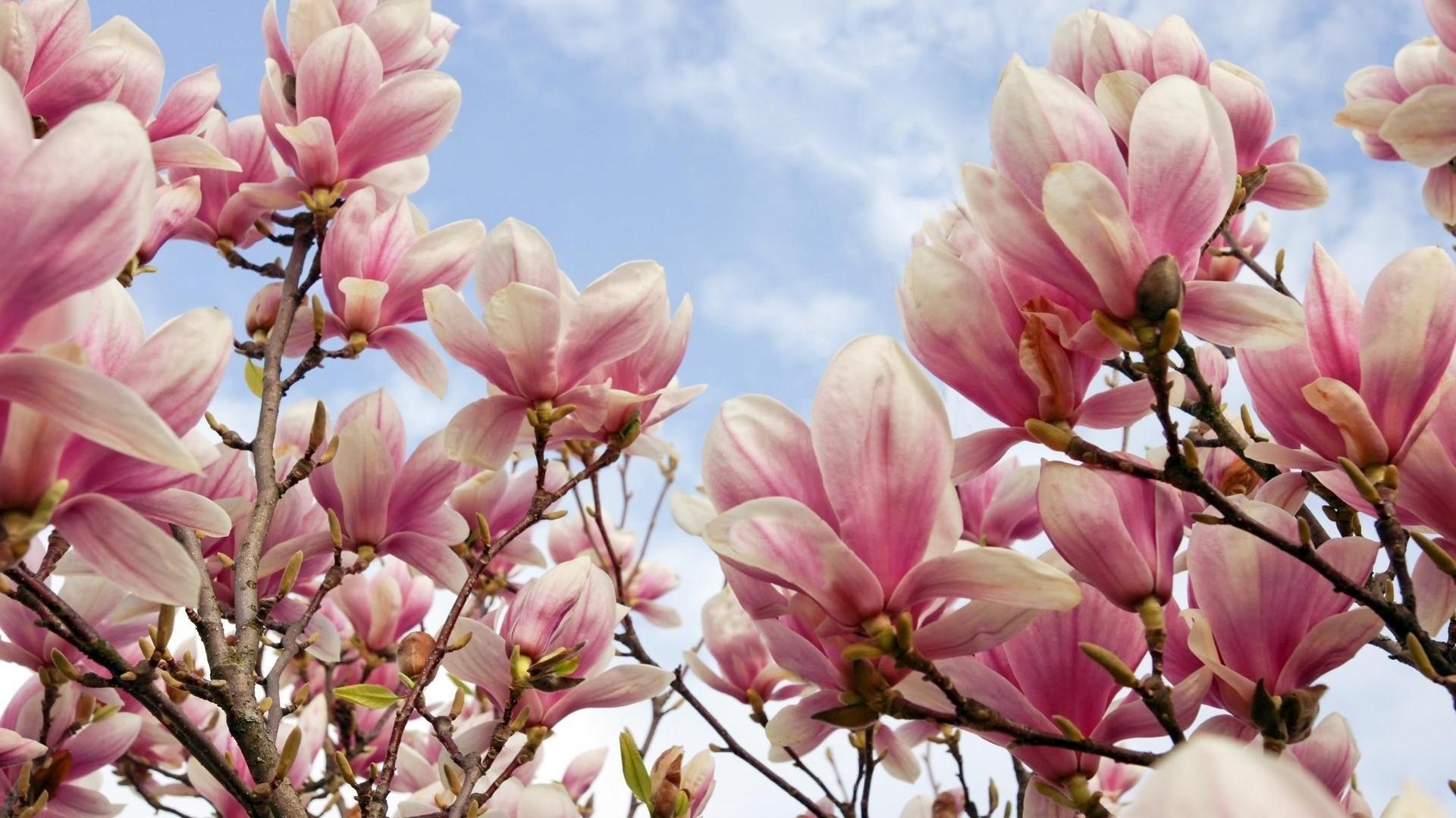 Frühling, Magnolie, Natur, Blüten, Wandkunst, 1920x1080 Full HD Desktop