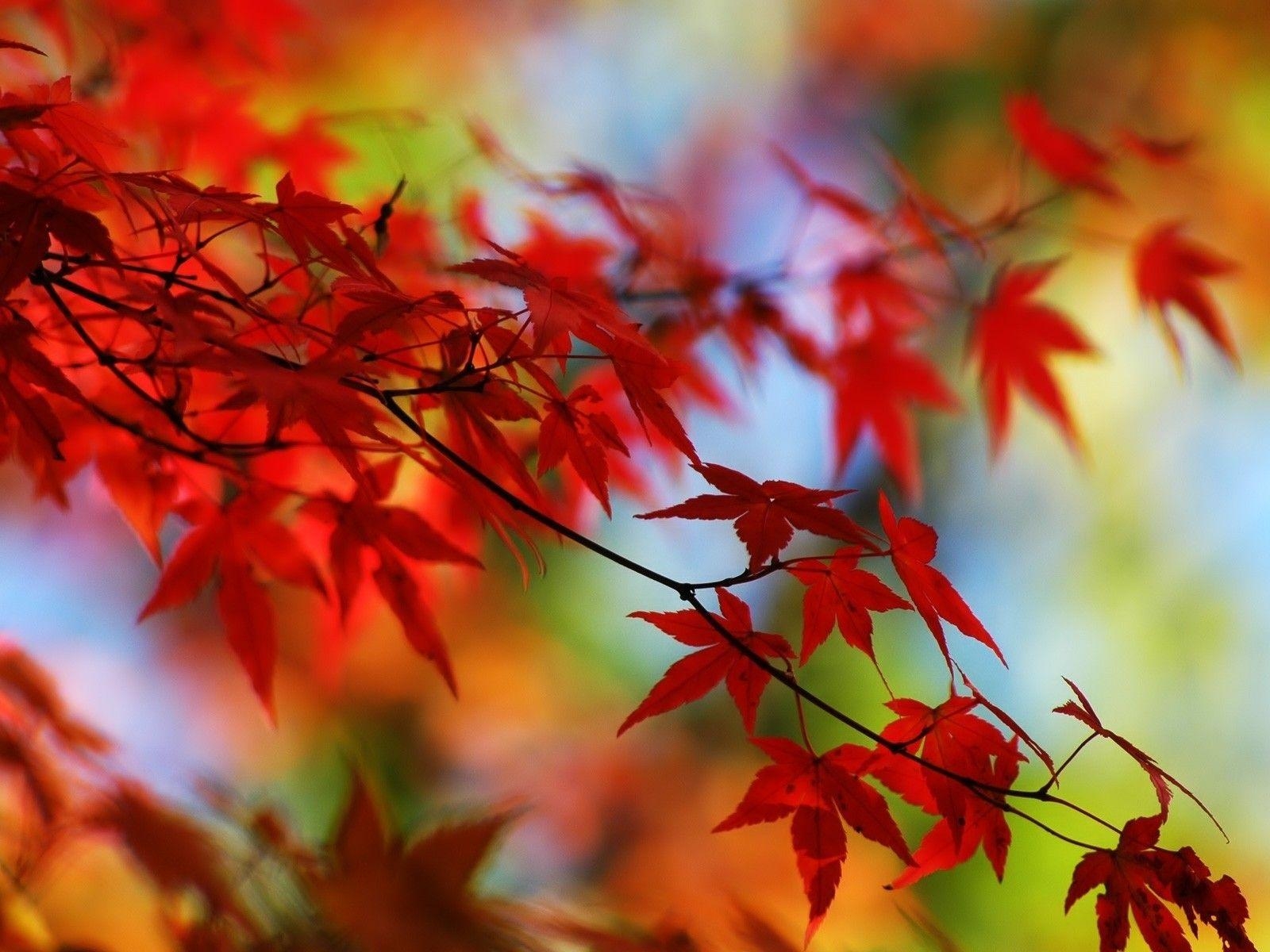 Blätter, Natur, Herbst, HD, Hintergrundbild, 1600x1200 HD Desktop