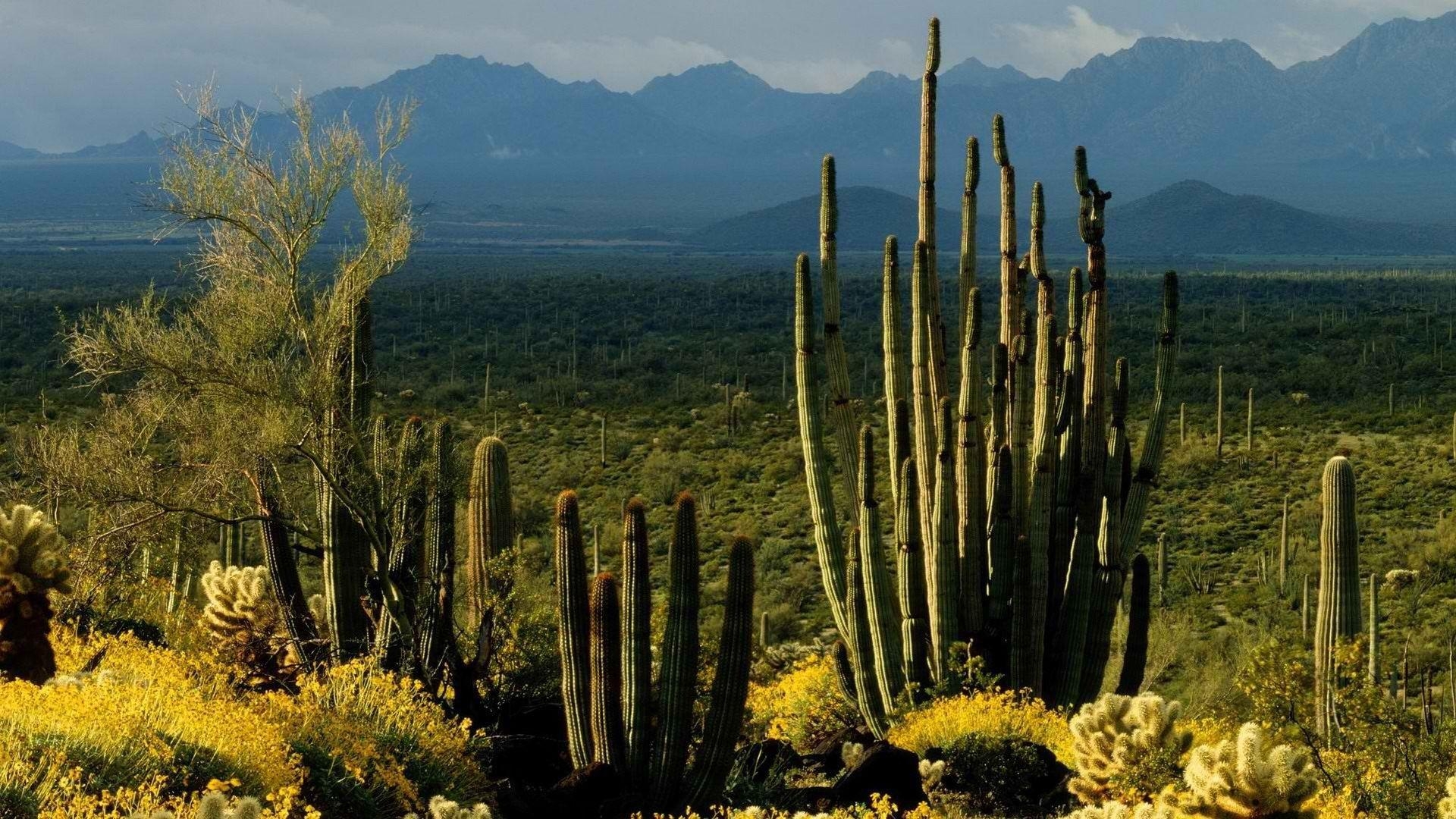 Tucson AZ, Hintergrund, Stadt, Wüste, Impressionen, 1920x1080 Full HD Desktop