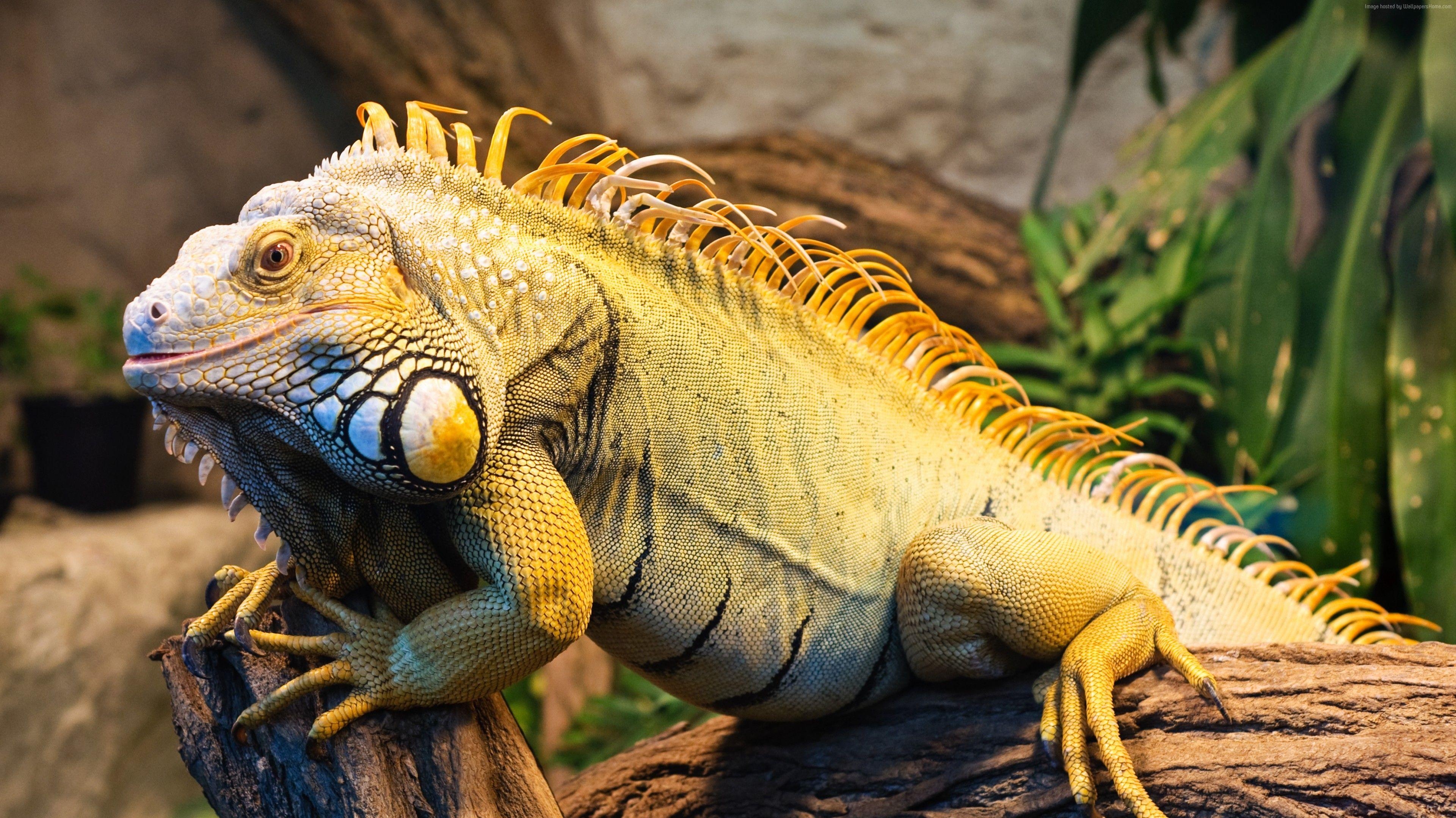 Leguan, San Diego, Zoo, Reptil, USA, 3840x2160 4K Desktop