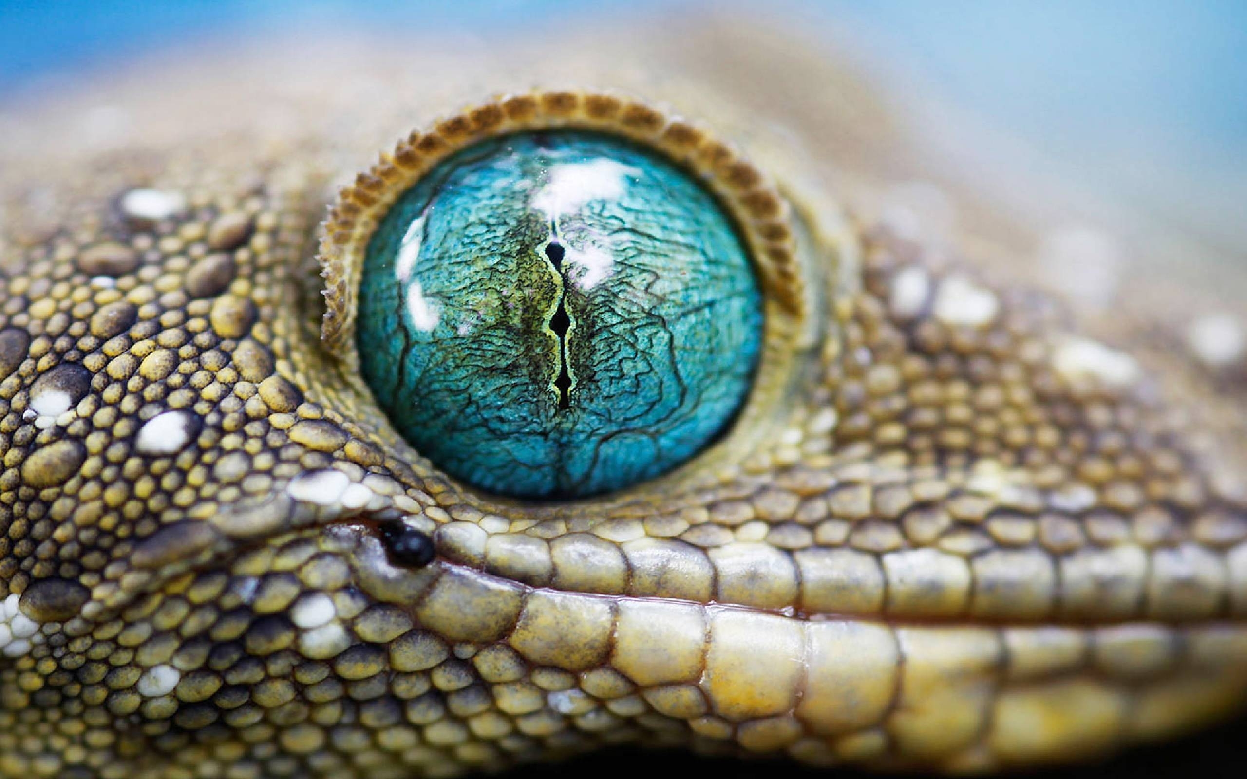 Eidechse, Tiere, HD, Natur, Reptil, 2560x1600 HD Desktop