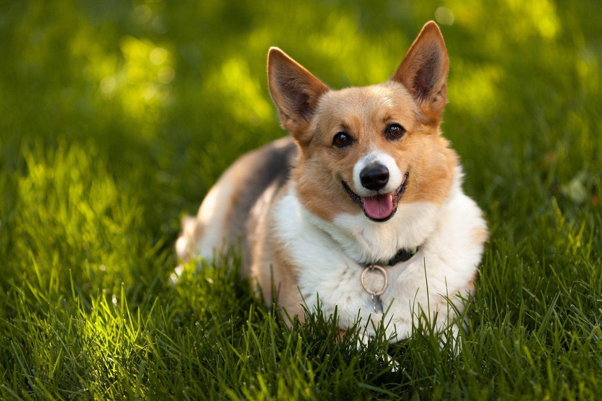 Corgi, HD Hintergrund, Niedlich, Hund, Tier, 1920x1280 HD Desktop