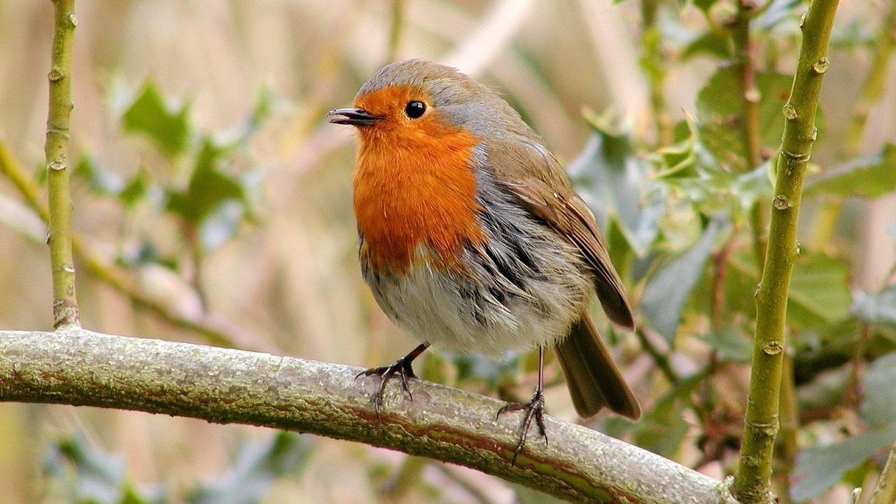 Robin, Vogel, Android, Hintergrundbild, Tiere, 1280x720 HD Desktop