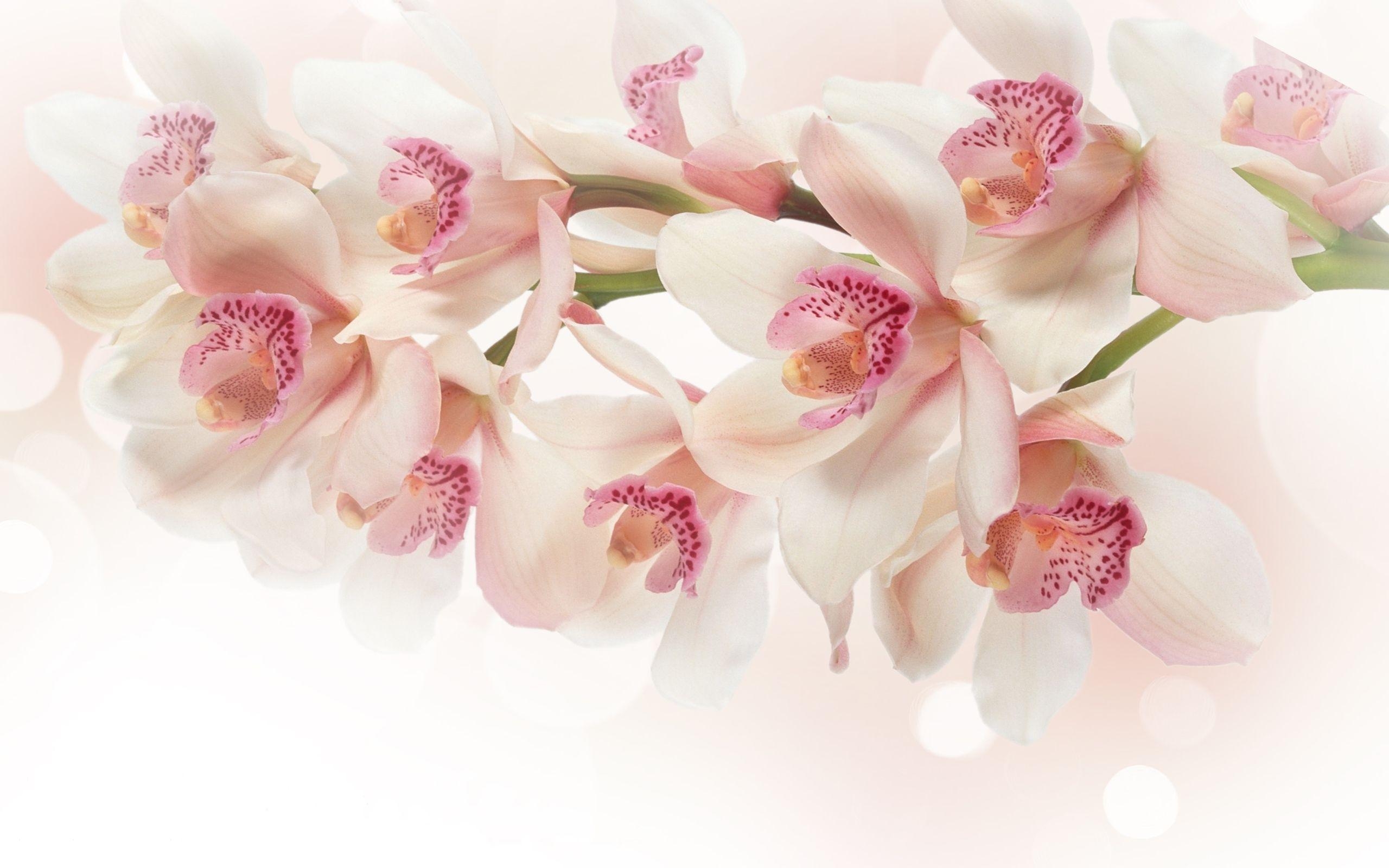 Orchidee, Natur, Bild, Blumen, Hintergrund, 2560x1600 HD Desktop