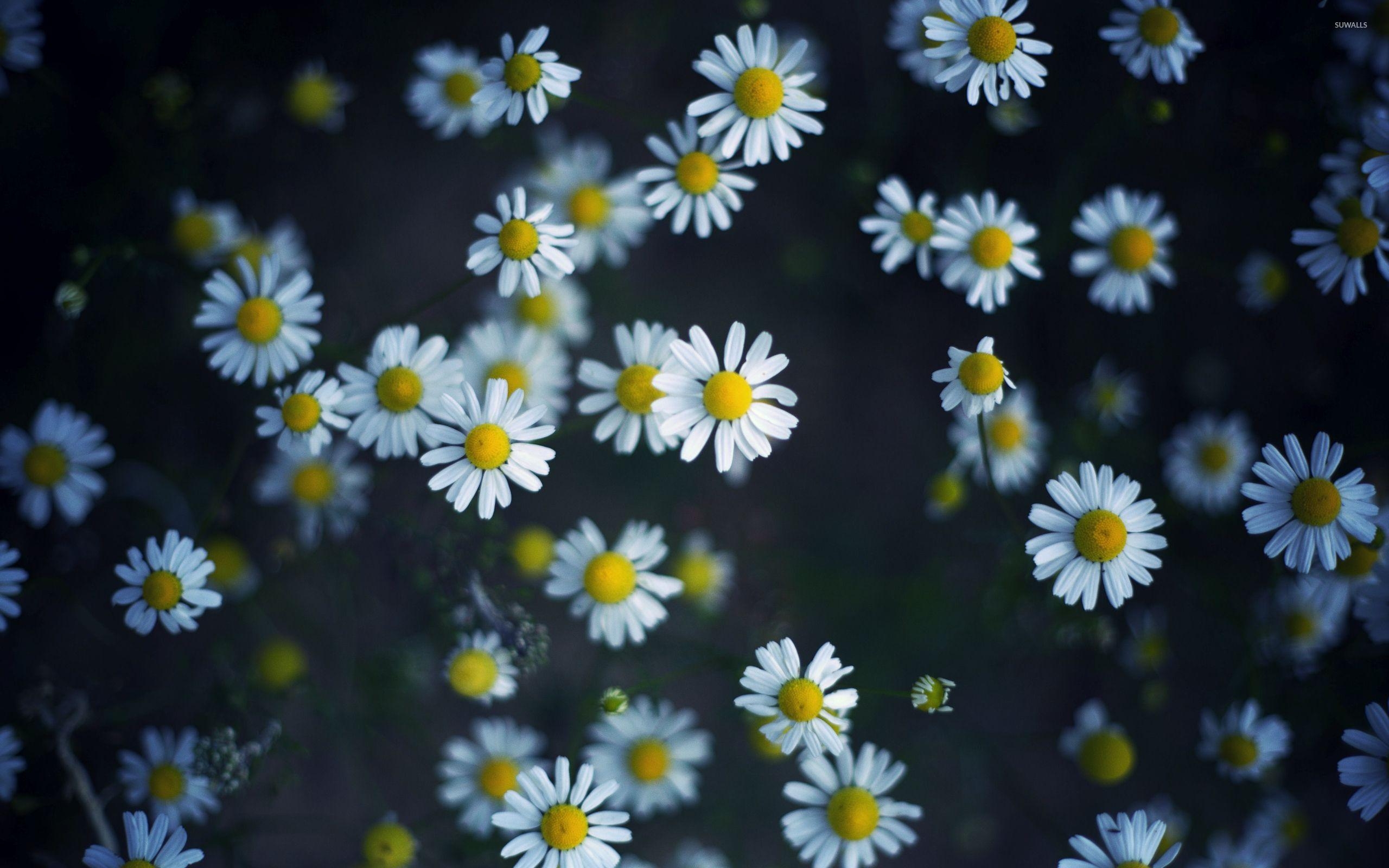 Gänseblümchen, Hintergrund, Natur, Blume, Frische, 2560x1600 HD Desktop