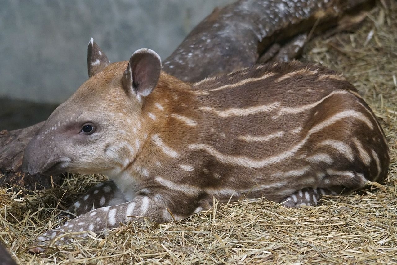 Tapir, Tierbilder, HD, Kostenlos, Natur, 1280x860 HD Desktop