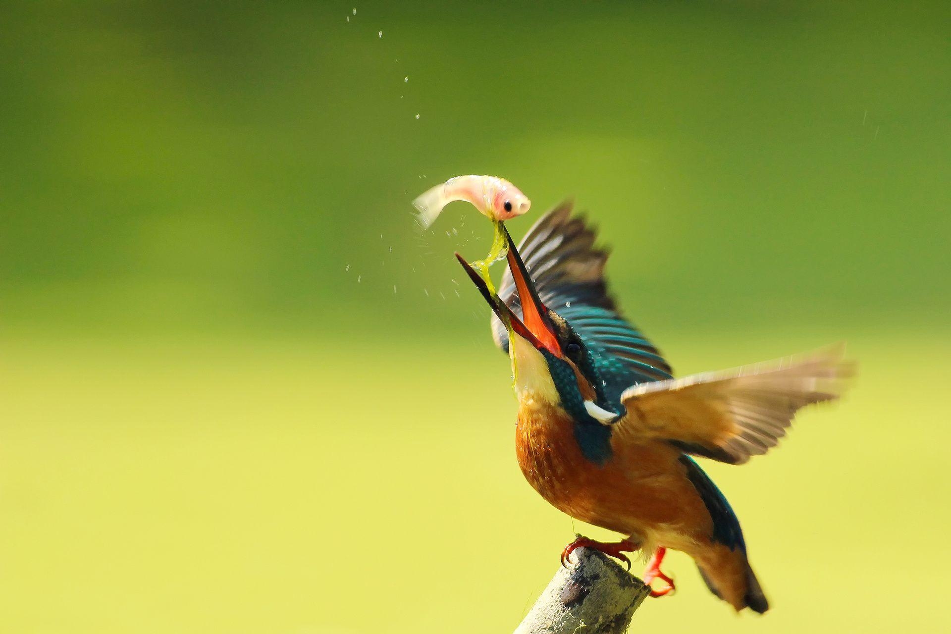 Eisvogel, HD, Vogelwelt, Tieraufnahmen, Natur, 1920x1280 HD Desktop