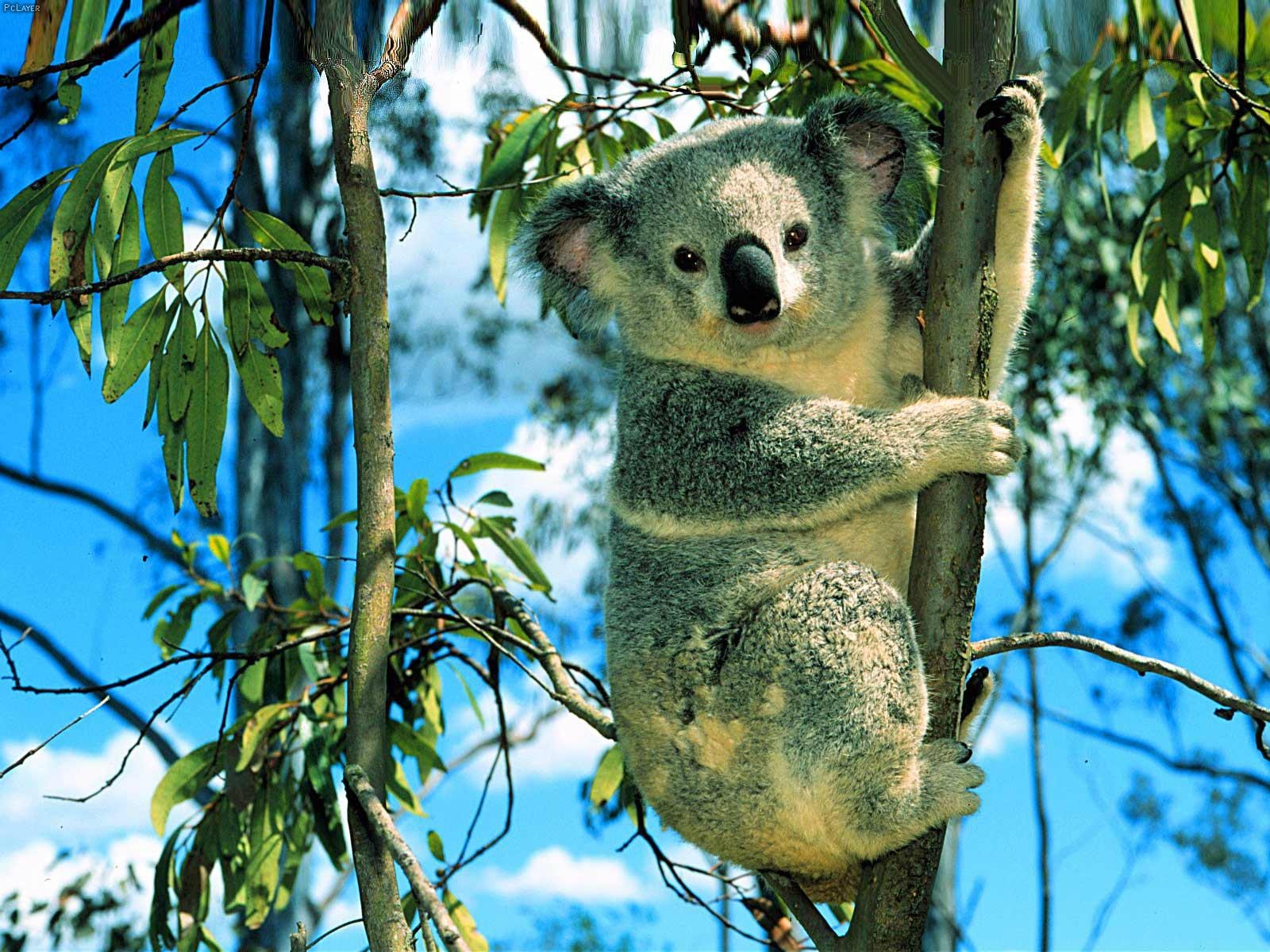 Koala, cooles Tier, HD, Download, Hintergrund, 1600x1200 HD Desktop