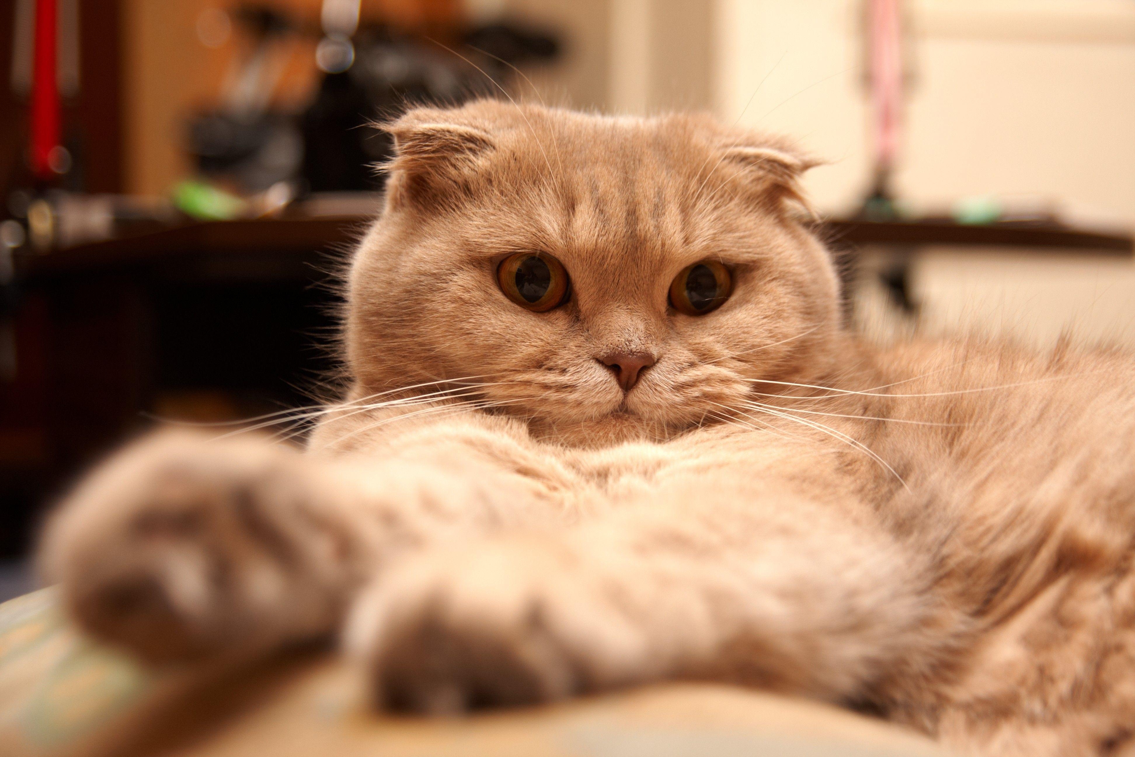 Scottish Fold, Müde, Katze, Bild, Hintergrund, 3890x2600 4K Desktop