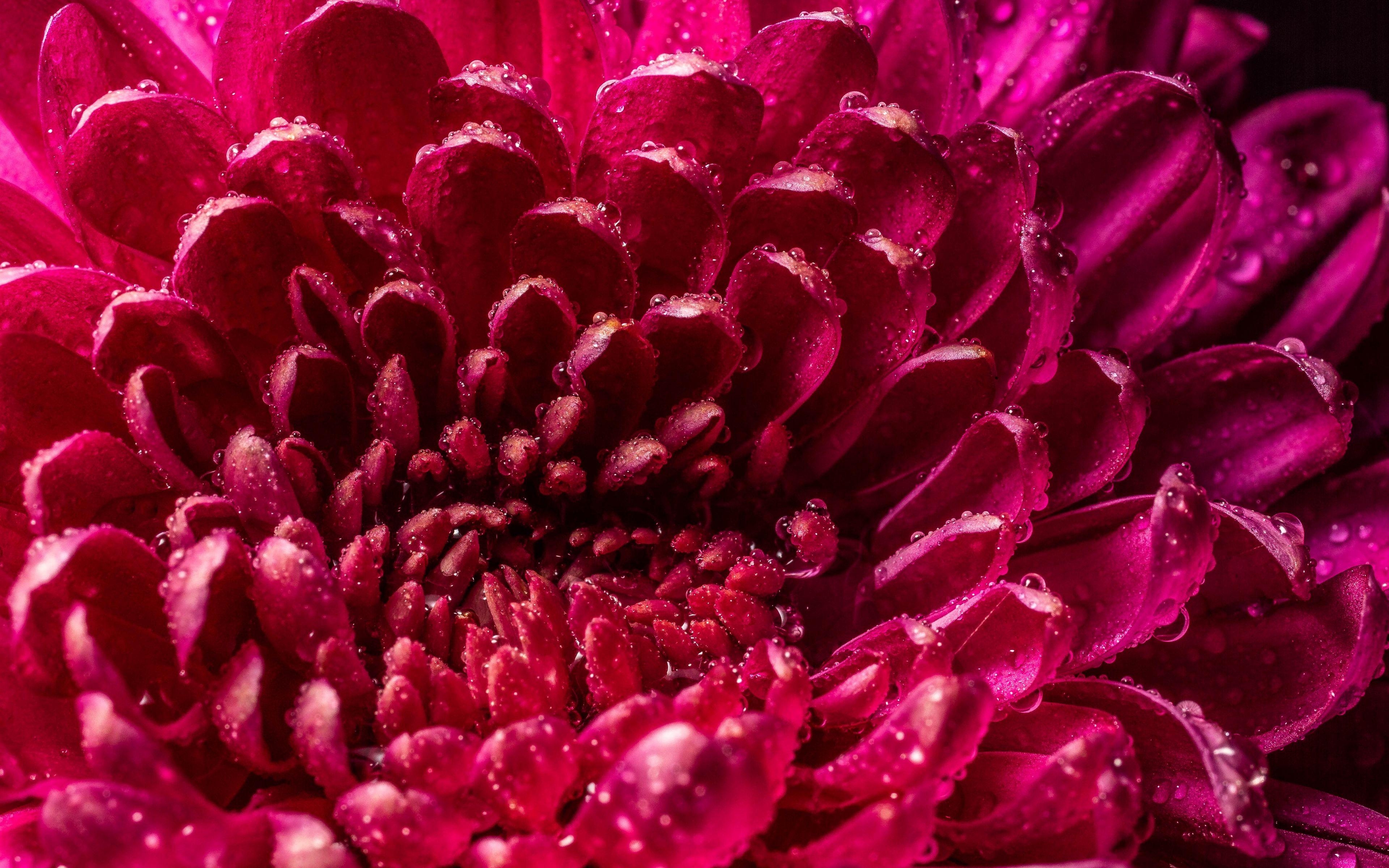 Chrysanthemenblätter, Tropfen, Nass, Download, Nahaufnahme, 3840x2400 4K Desktop