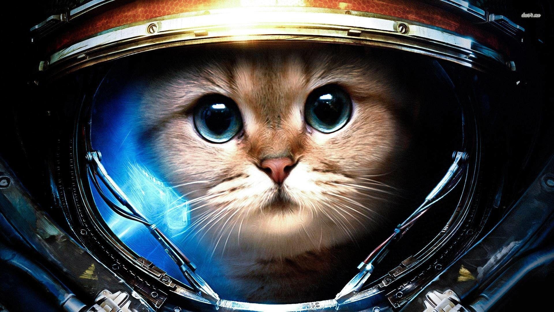 Galaxie Katze, Hintergrund, HD Bild, kostenlos, Niedlich, 1920x1080 Full HD Desktop