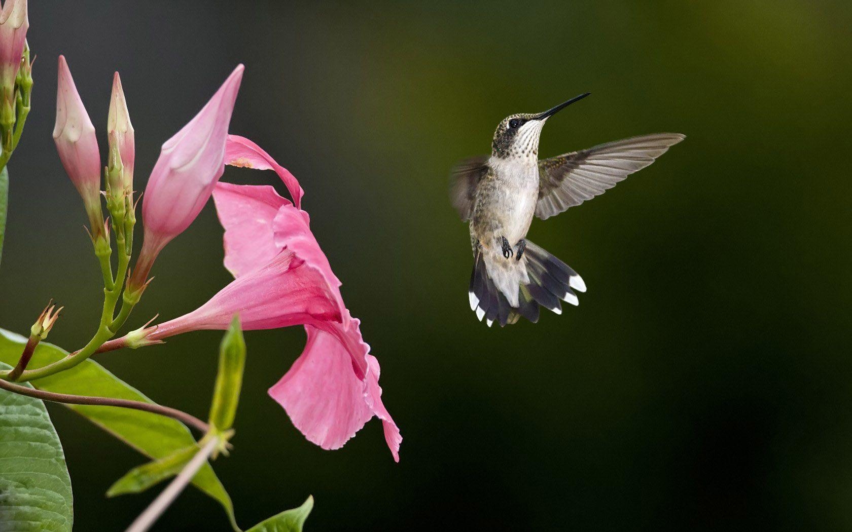 Kolibri, Hintergrund, 19955px, Bild, Vogeltapete, 1680x1050 HD Desktop