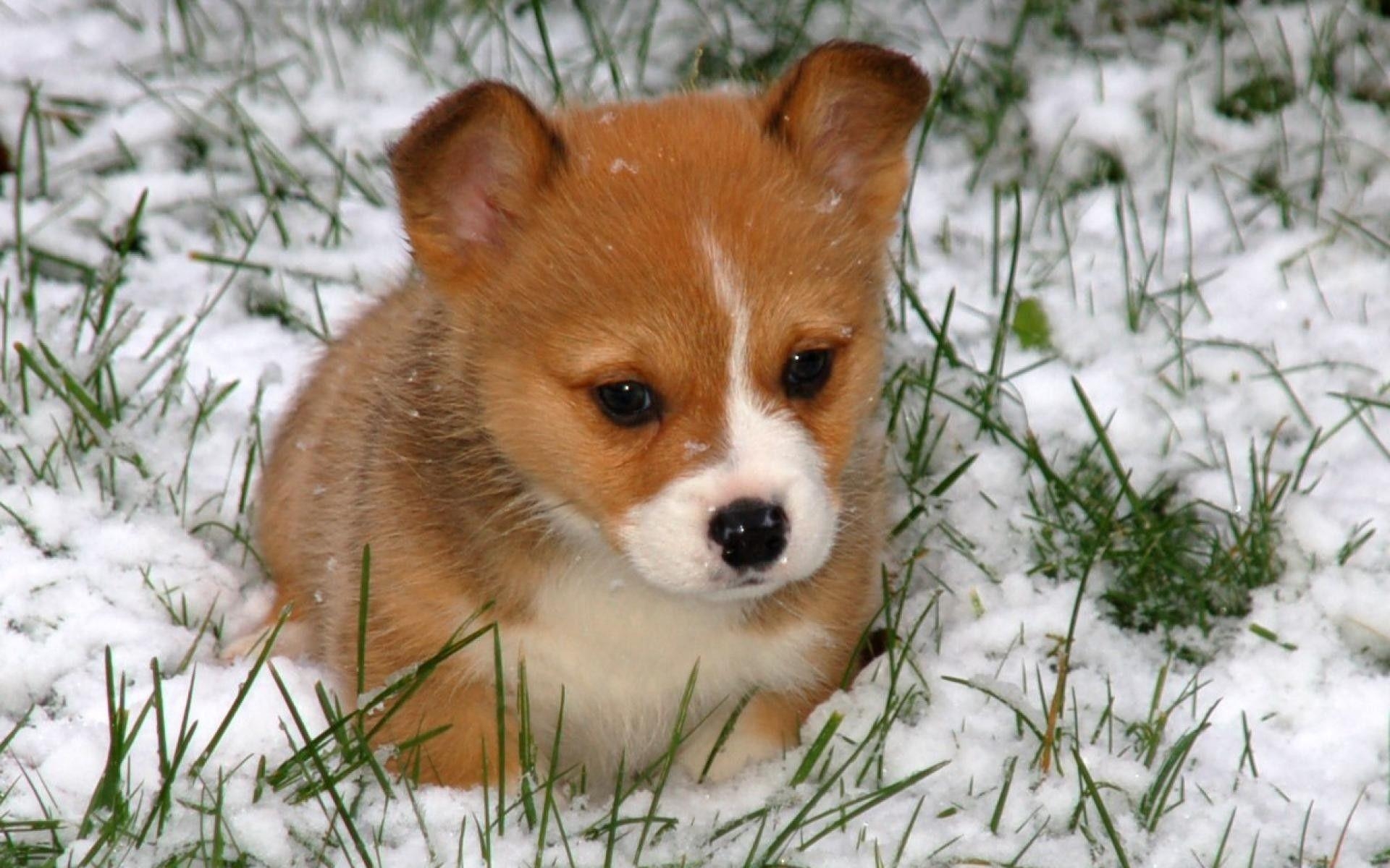 Welsh Corgi, Tiere, Niedliche Hunde, Haustier, Kurzbeinig Hund, 1920x1200 HD Desktop