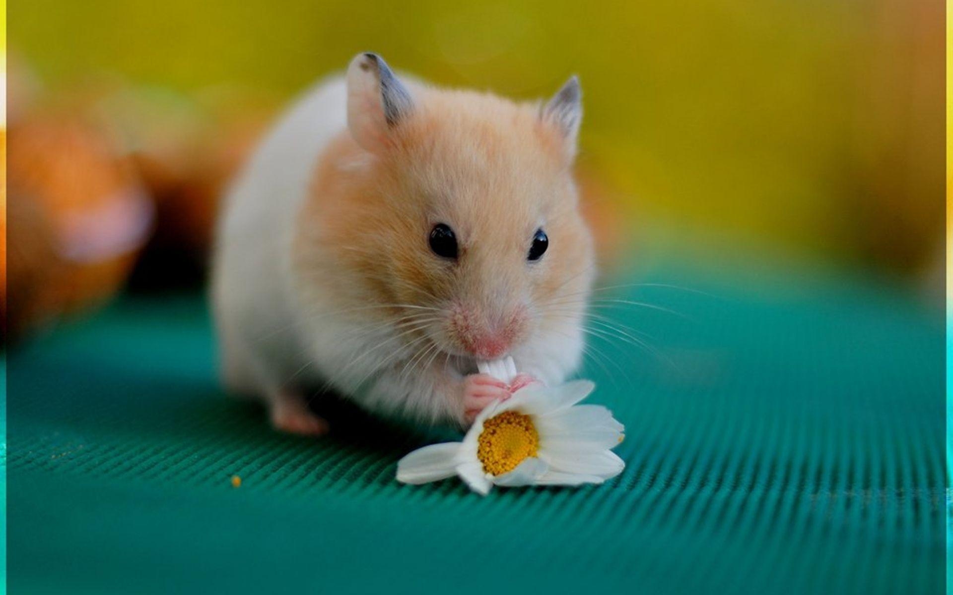 Niedlicher Hamster, Hintergrundbild, Tierisch, HD, Charmant, 1920x1200 HD Desktop