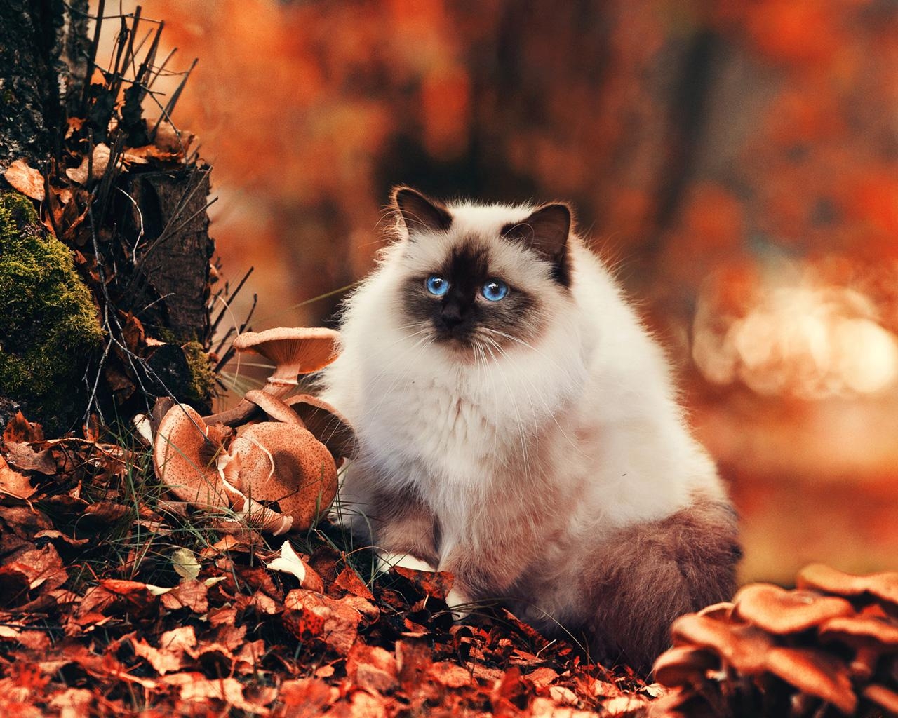 Ragdoll, Flauschig, Pilz, Wald, Katze, 1280x1030 HD Desktop