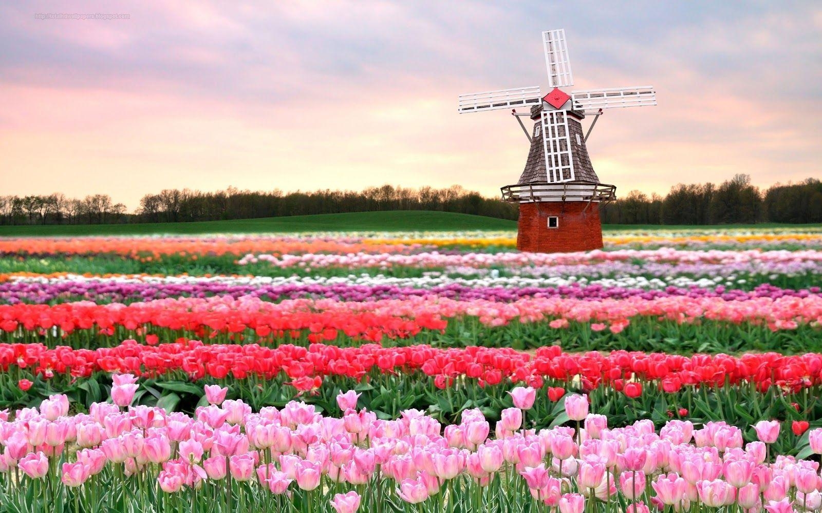 Iphone, Tulpenbild, HD, Natur, Mobilbild, 1600x1000 HD Desktop