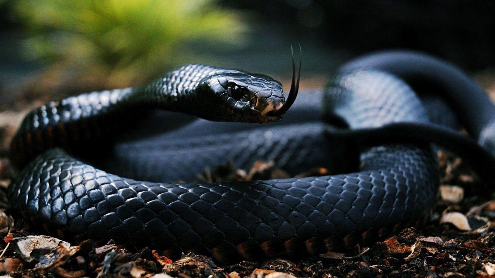 Schwarze Schlange, Mobiler Hintergrund, Mamba, 1600x900 HD Desktop