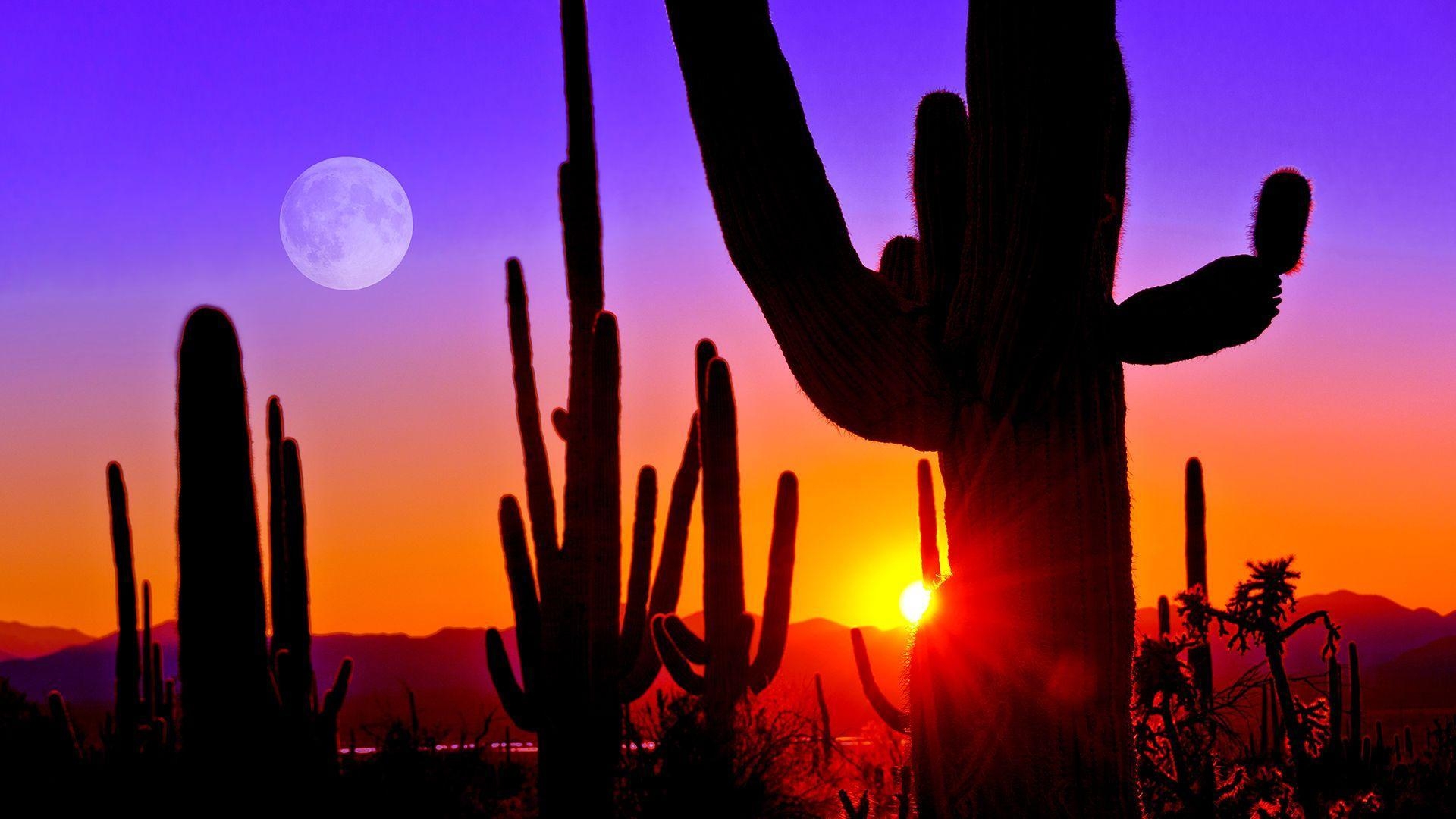 Saguaro Nationalpark, Tucson, Arizona, Kaktus, Natur, 1920x1080 Full HD Desktop