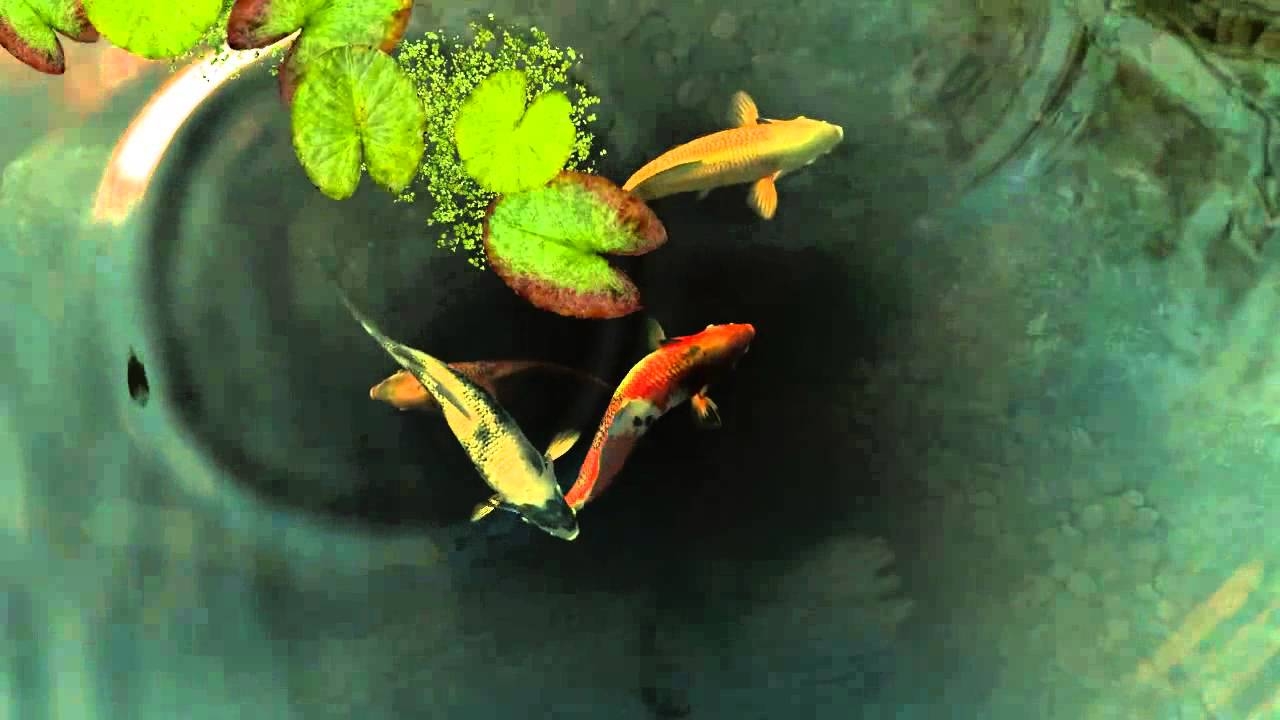 Koi Live, Hintergrund, Fische, Bildschirm, Farbe, 1280x720 HD Desktop