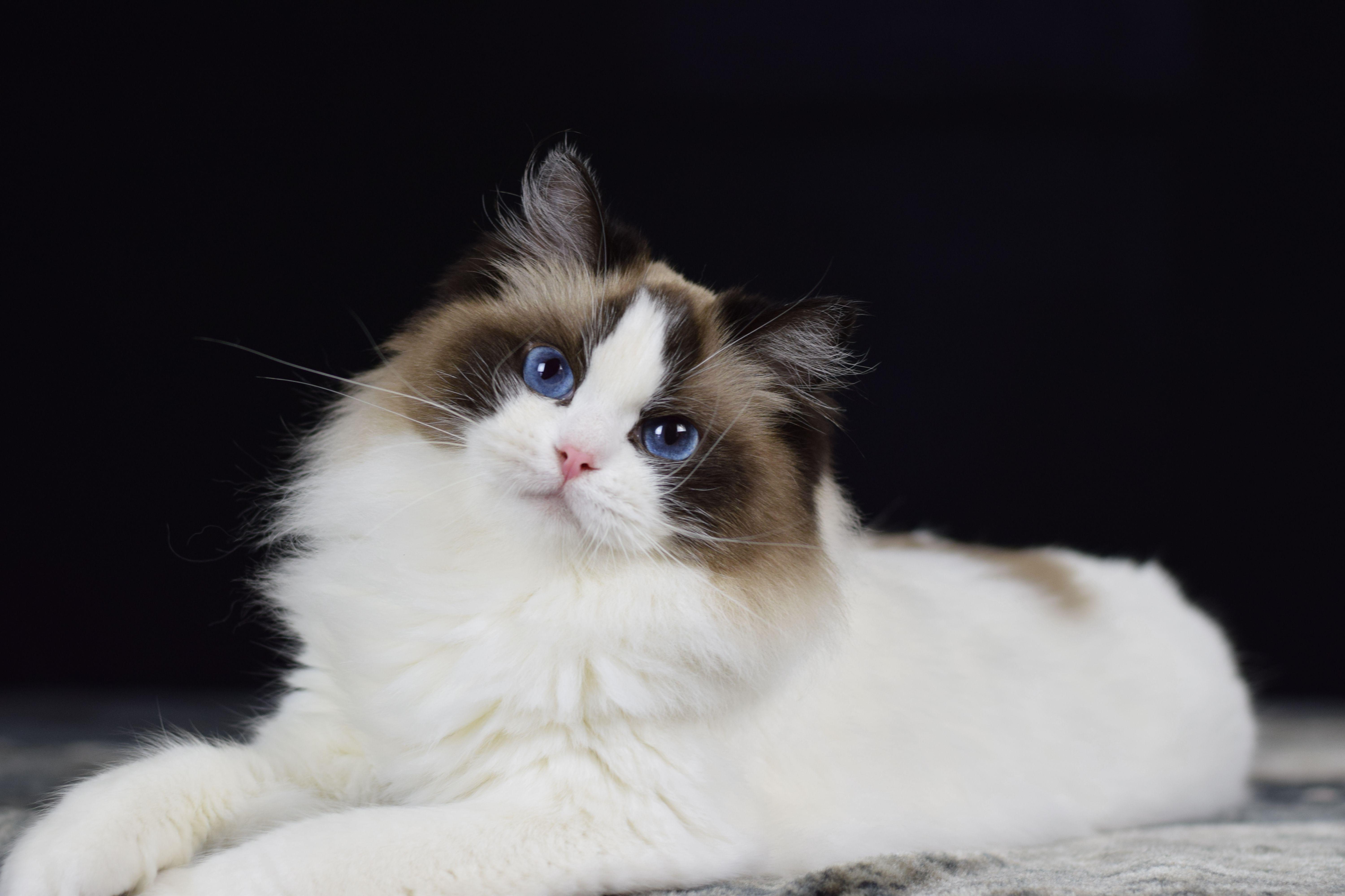 Ragdoll, Tier, Blauer, Augen, Porträt, 6000x4000 4K Desktop