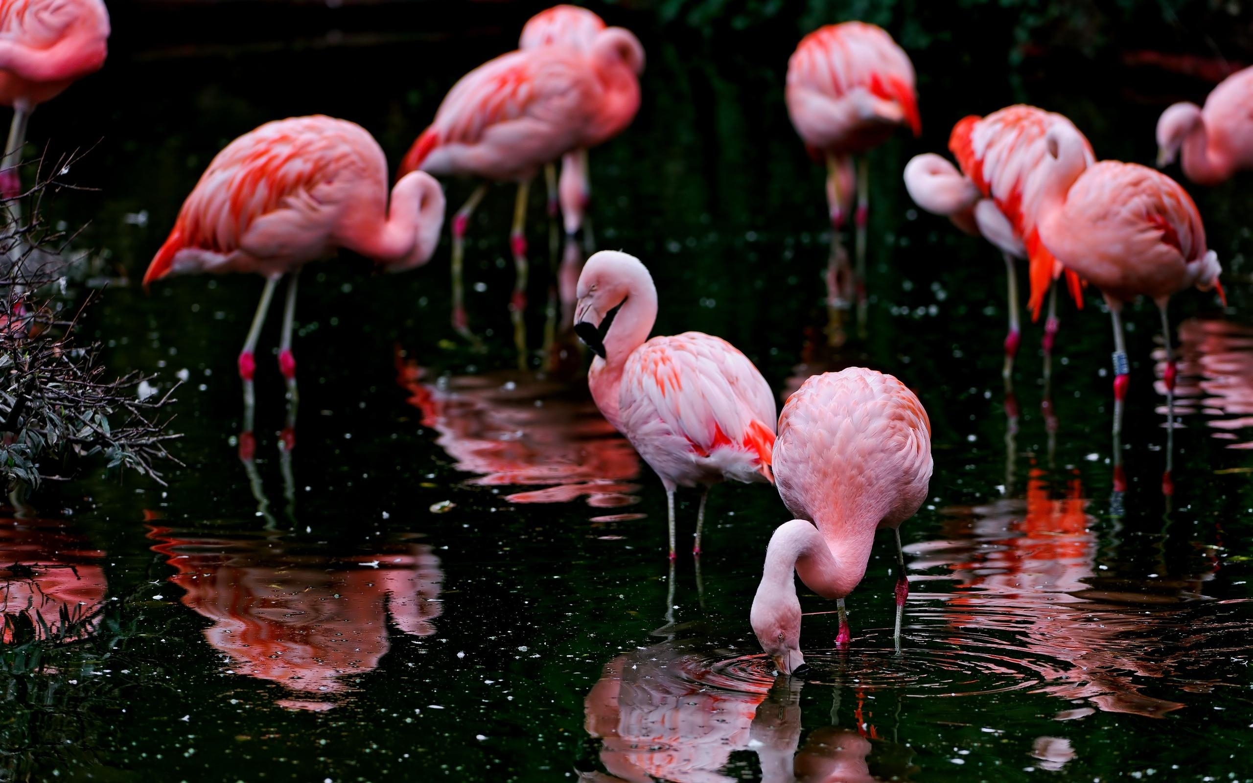 Flamingo, Tiere, Größe 21x1600, rosa, stilvoll, 2560x1600 HD Desktop