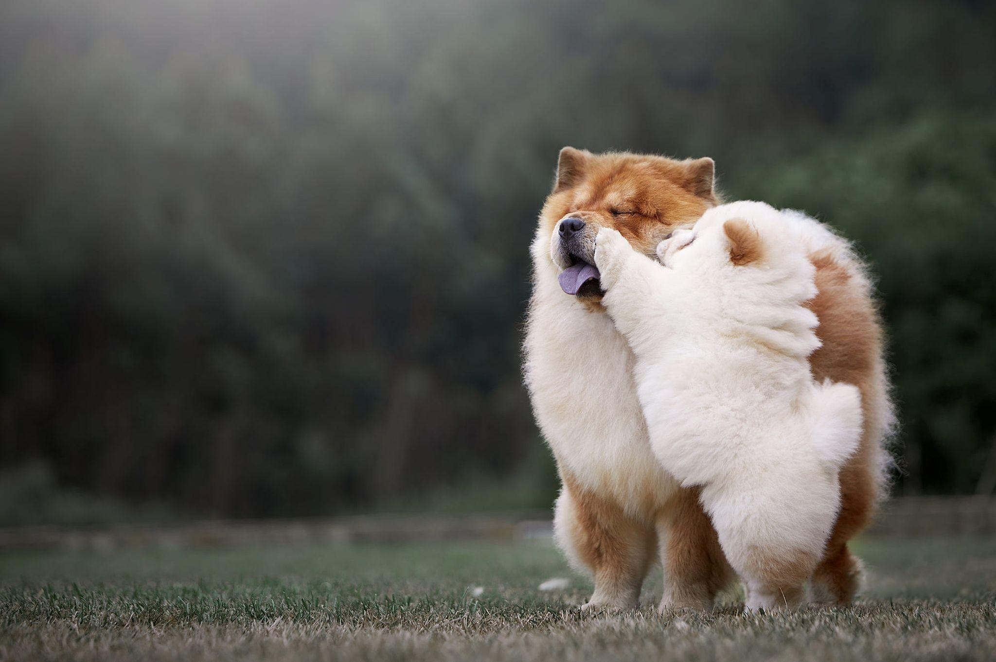 Chow Chow, HD, Hintergrund, Tier, Hund, 2050x1370 HD Desktop