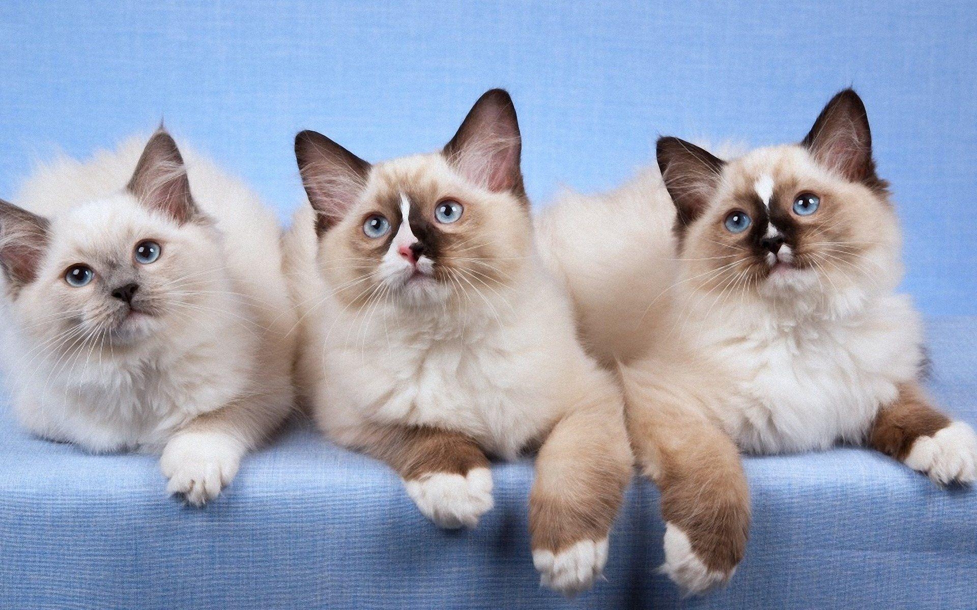 Ragdoll, Rasse, Bing, Katzenbild, Niedlich, 1920x1200 HD Desktop