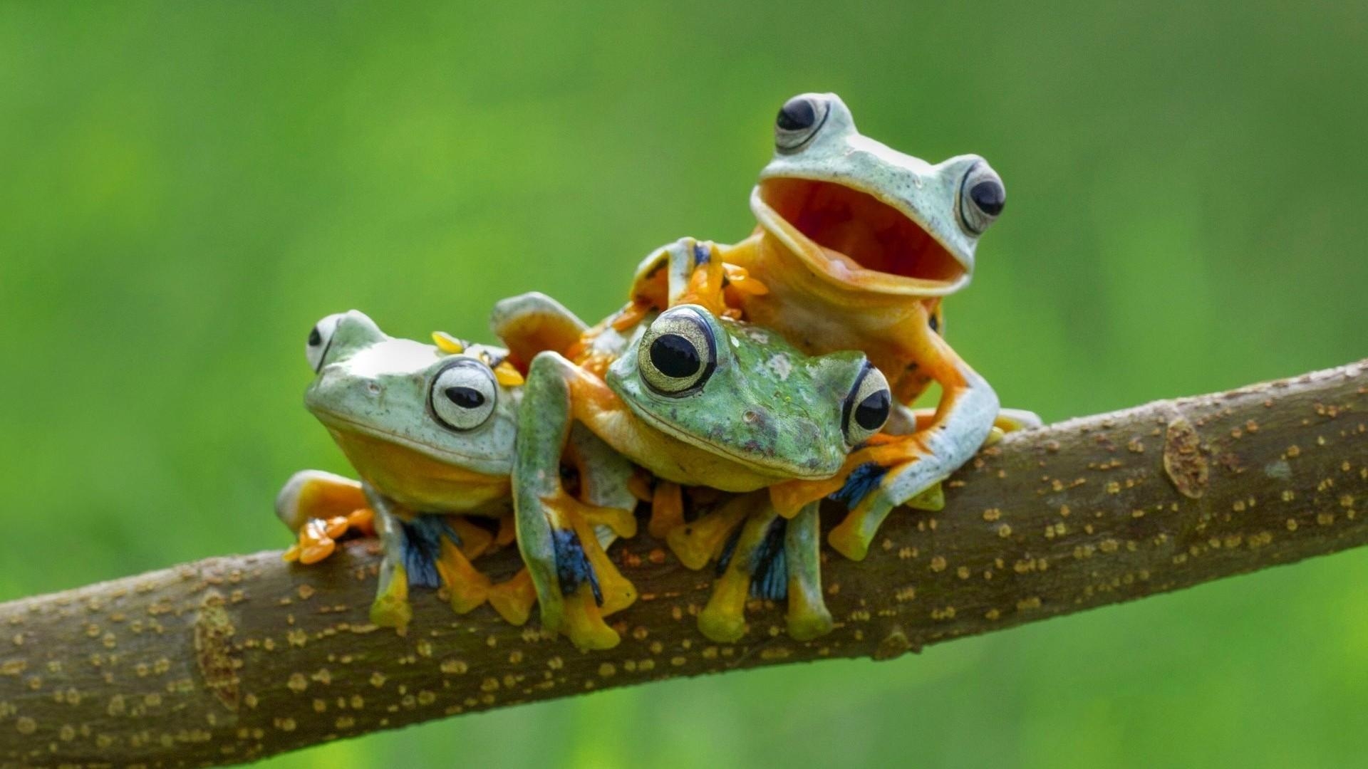 Animierter Frosch, Bild, Tier, Lustig, Hintergrund, 1920x1080 Full HD Desktop