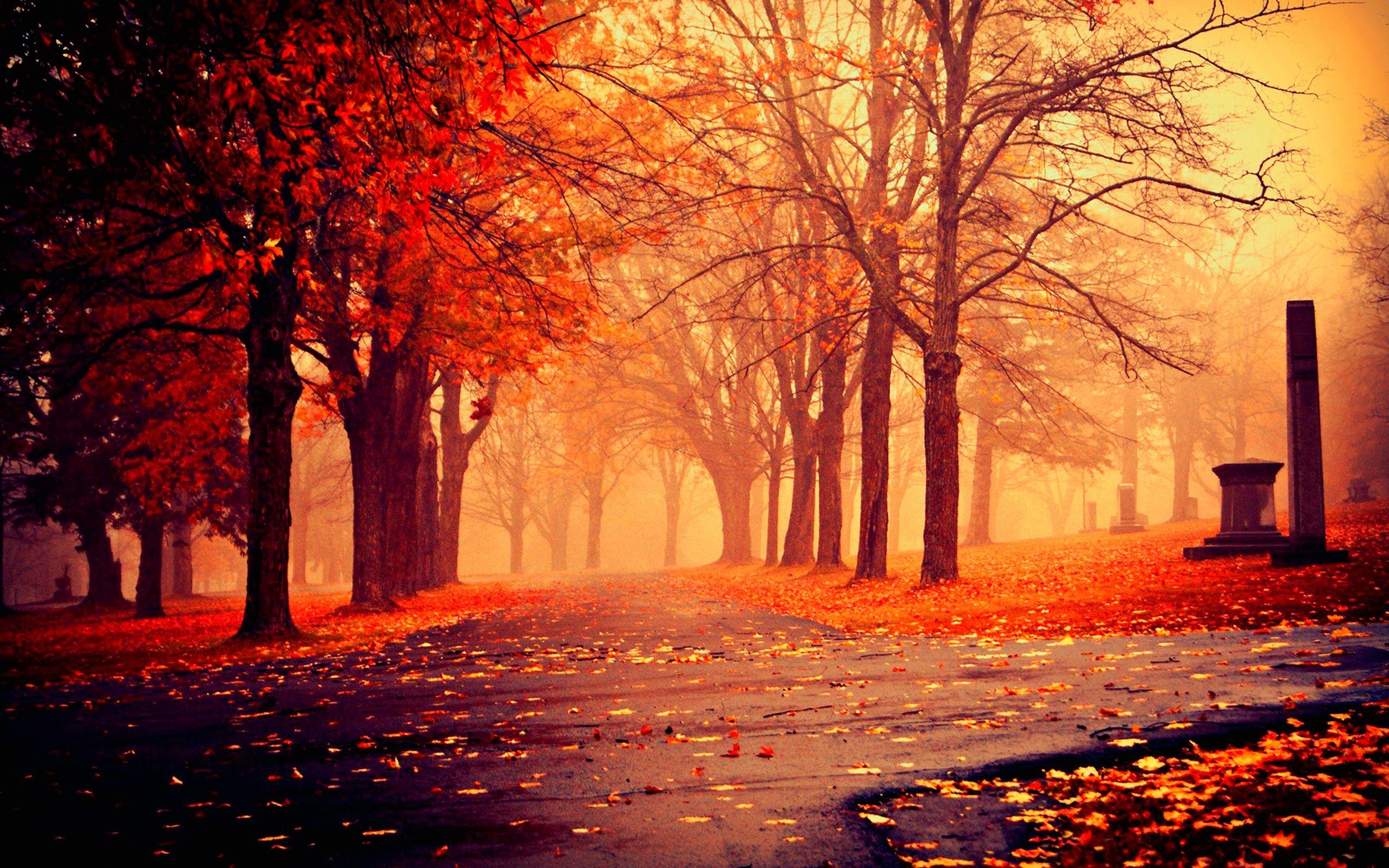 Herbst, Jahreszeit, Wallpaper, Natur, Farben, 2560x1600 HD Desktop