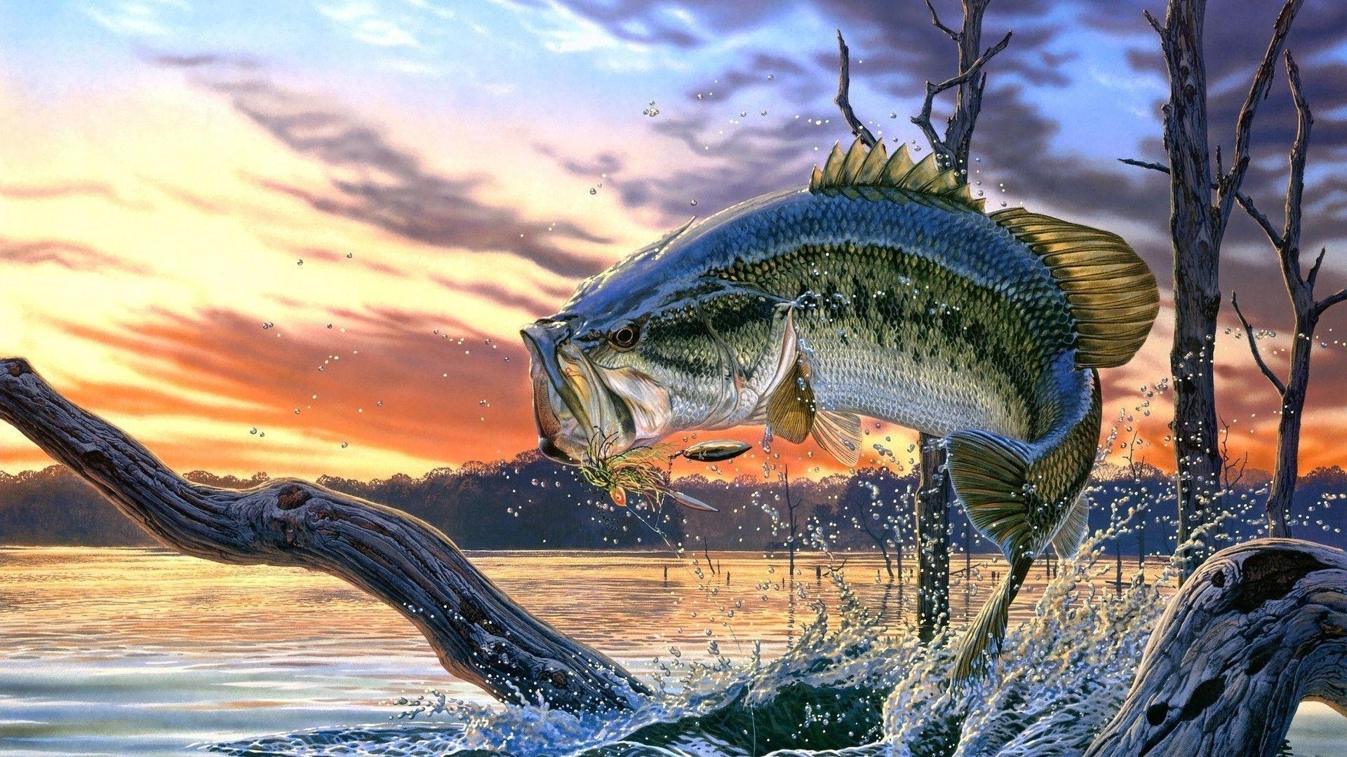 Größmaulbarsch, Angeln, Fisch, Tiere, Gewässer, 1920x1080 Full HD Desktop