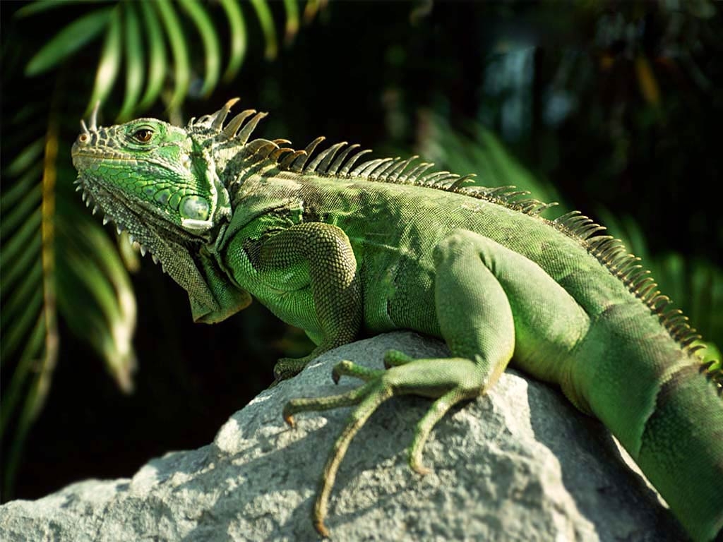 Iguana, Ultra HD, Reptilien, Tiere, Natur, 1030x770 HD Desktop