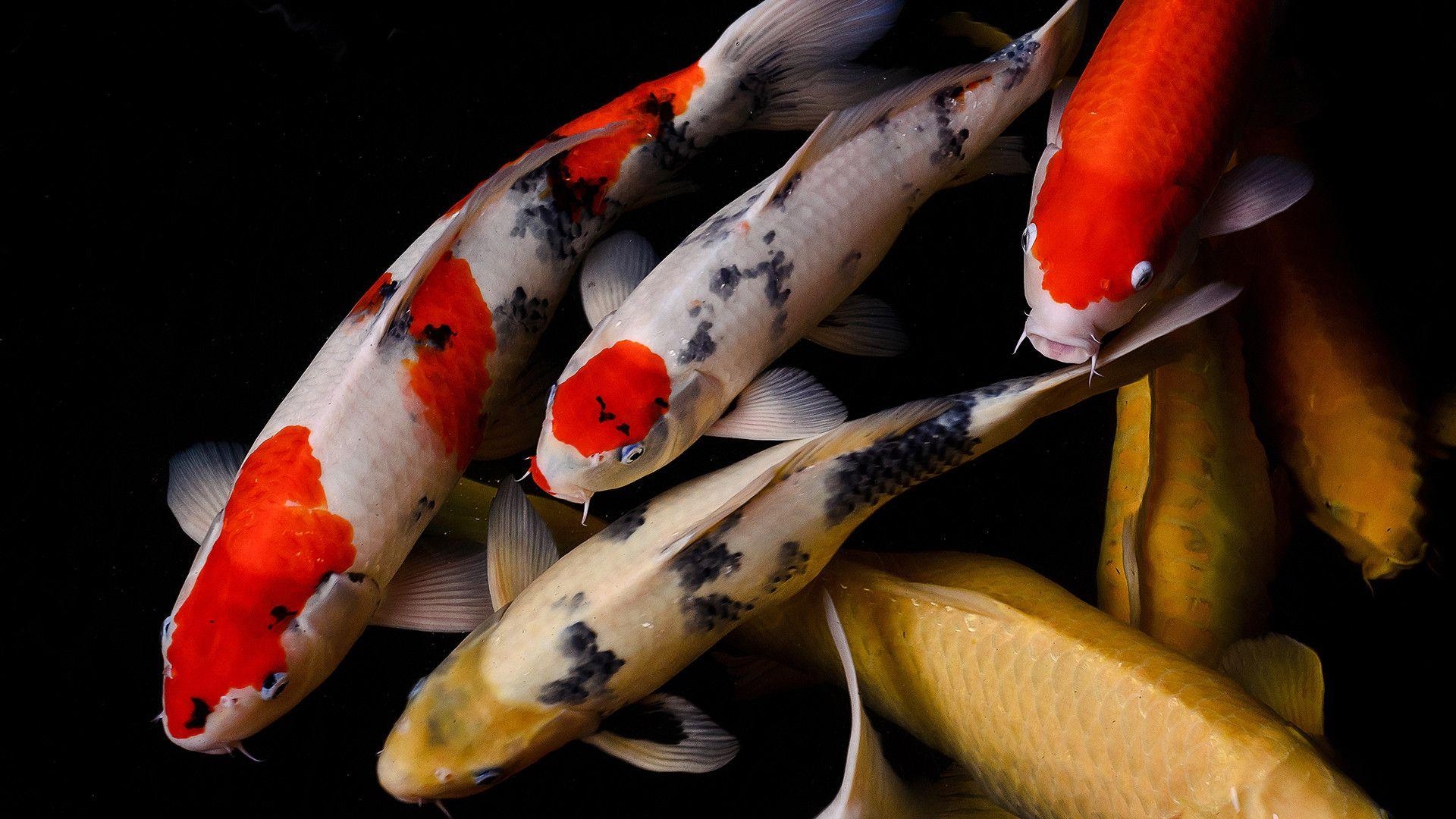 Koi, Fische, Bild, Hintergrund, Schönheit, 1920x1080 Full HD Desktop