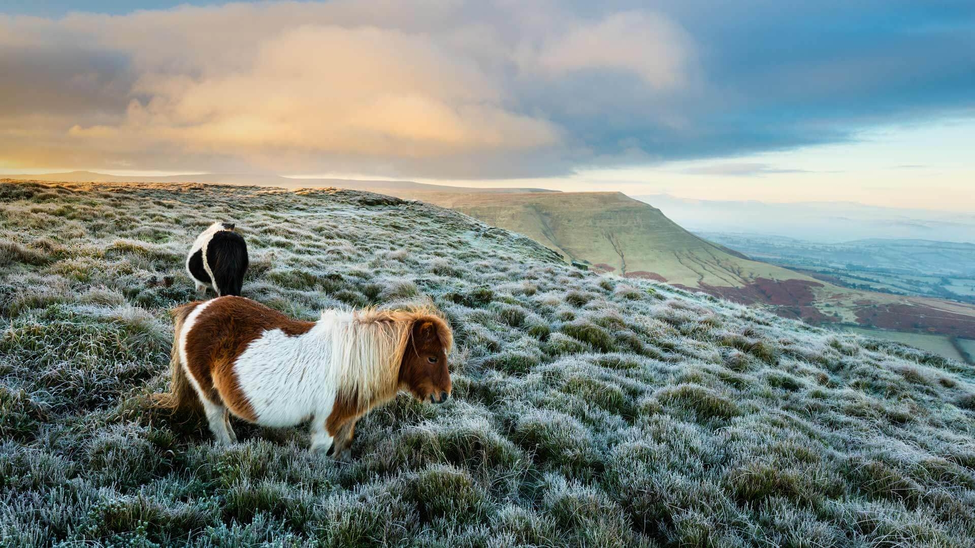 Walisische Hügel, Wanderung, Landschaft, Naturwunder, Outdoor, 1920x1080 Full HD Desktop