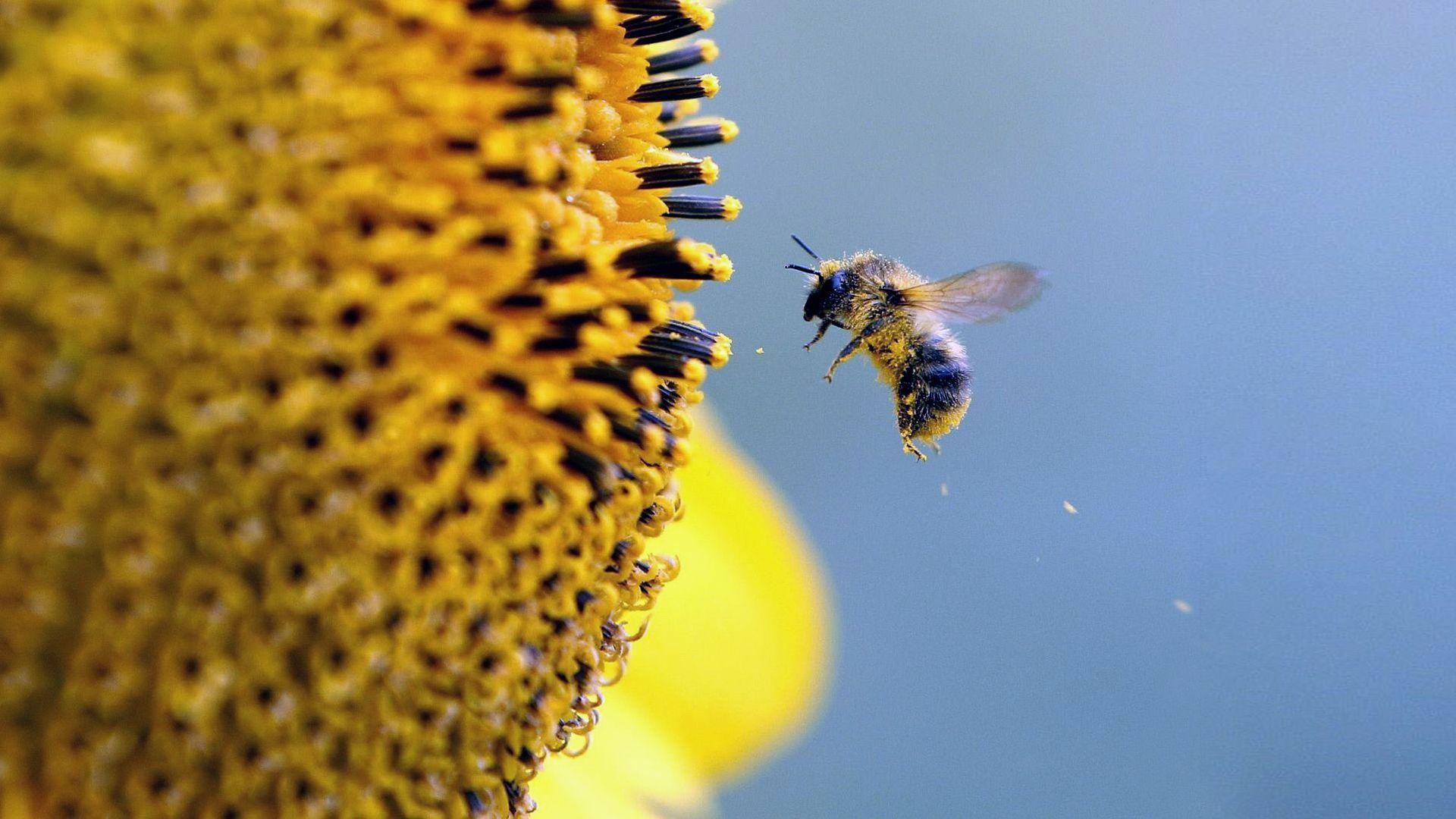 Biene, Full HD, Insekten, Natur, Hintergrund, 1920x1080 Full HD Desktop