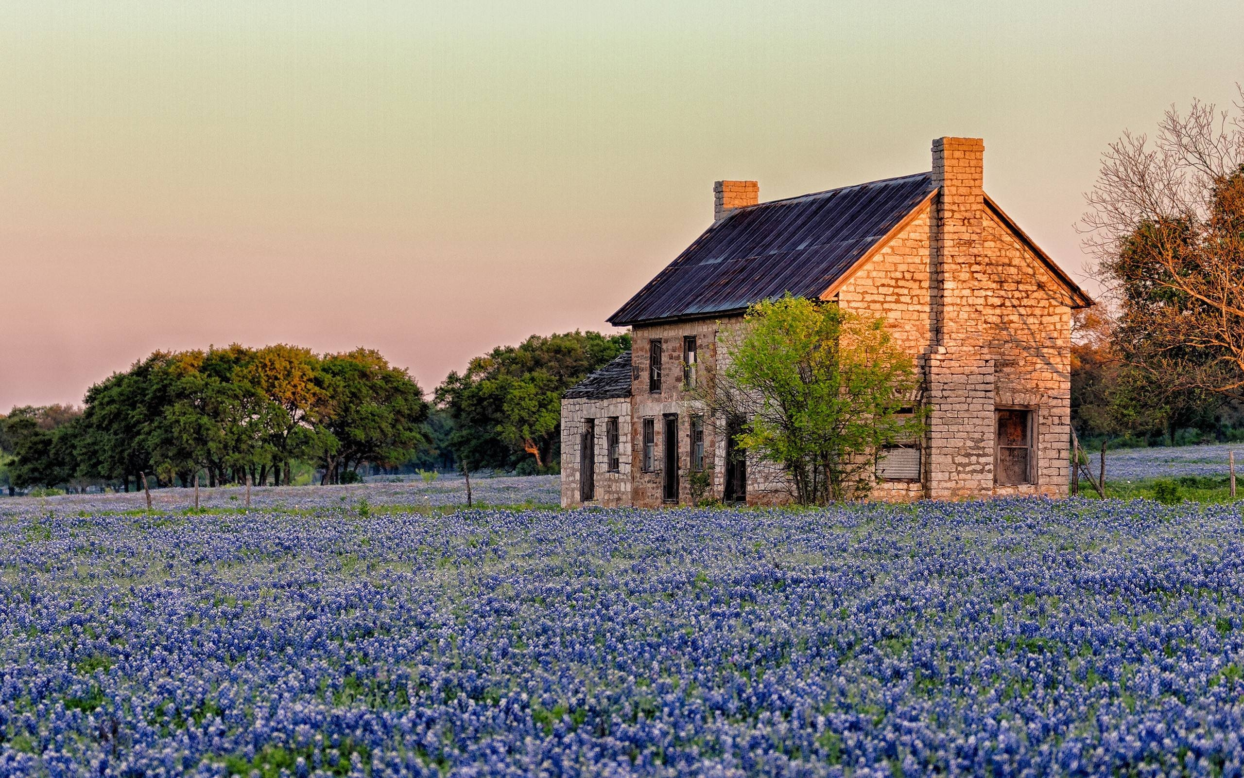 Texas Bluebonnets, HD, Hintergrund, Landschaft, Natur, 2560x1600 HD Desktop